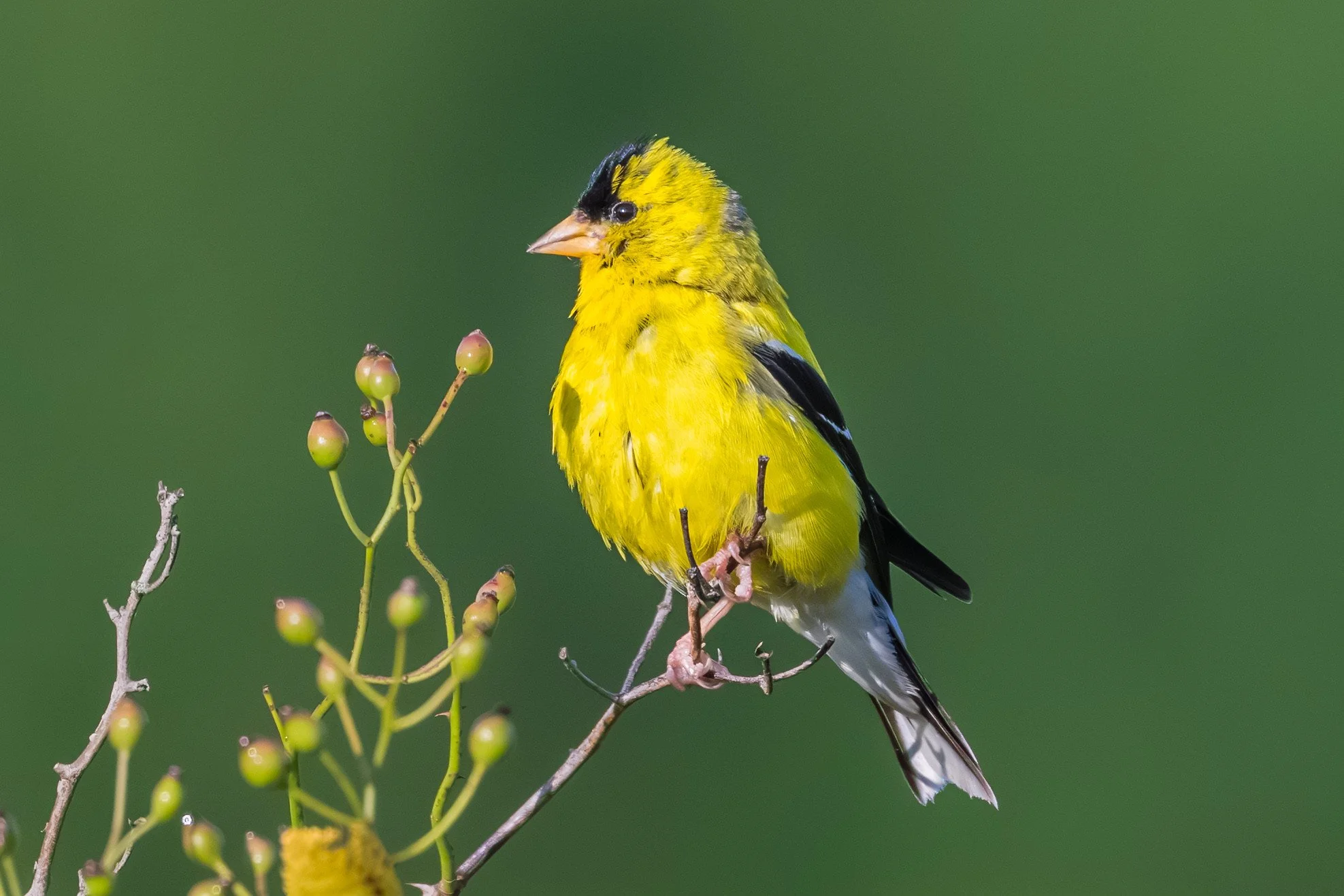 American Goldfinch