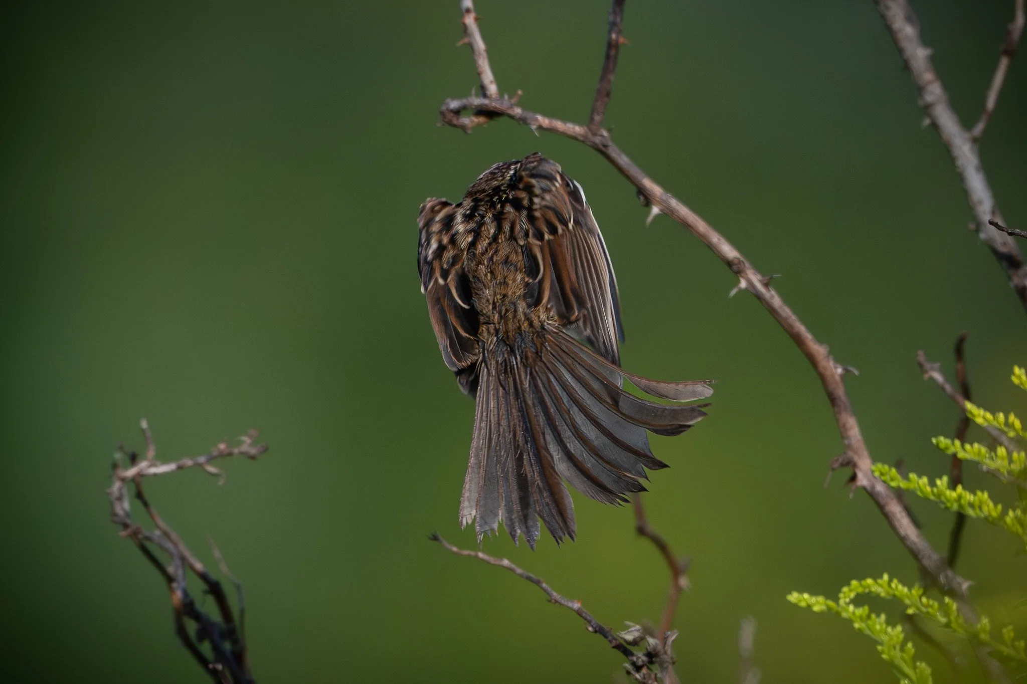 Song Sparrow