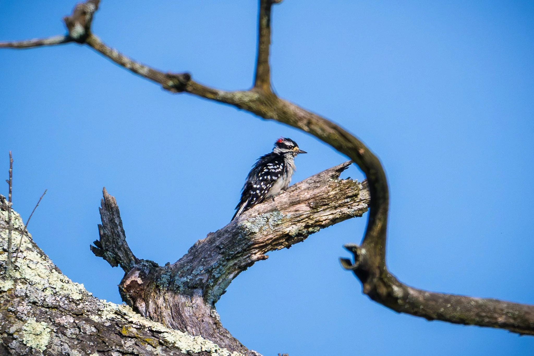 Downy Woodpecker
