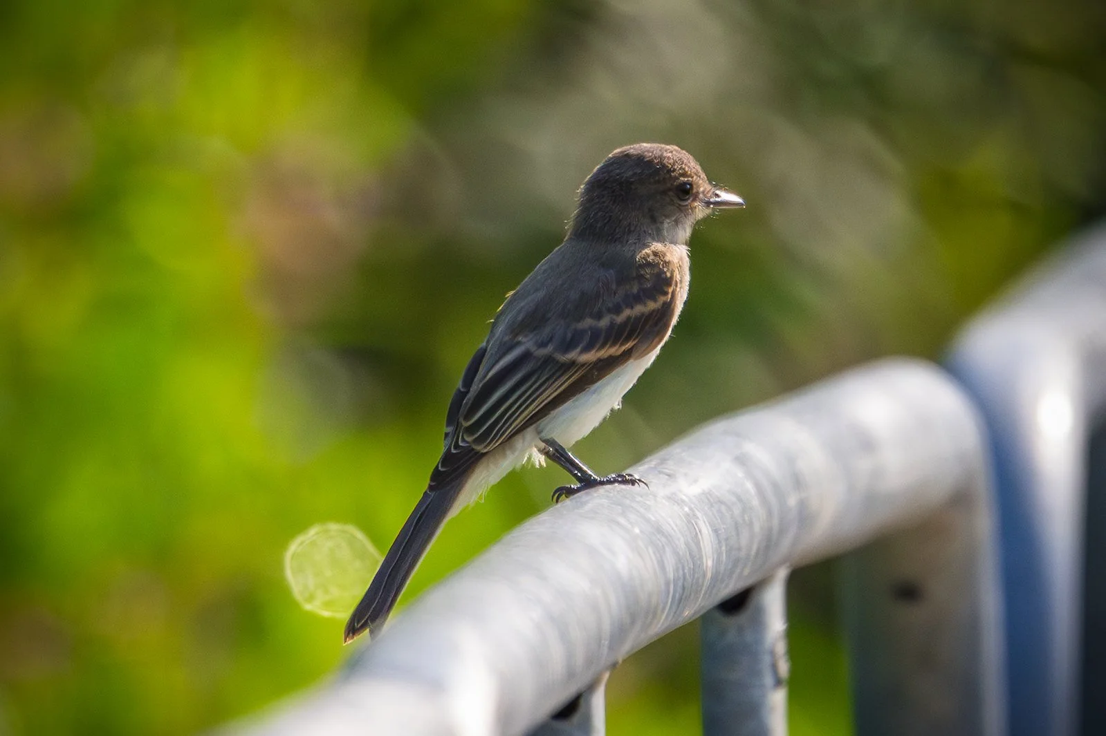 Eastern Phoebe