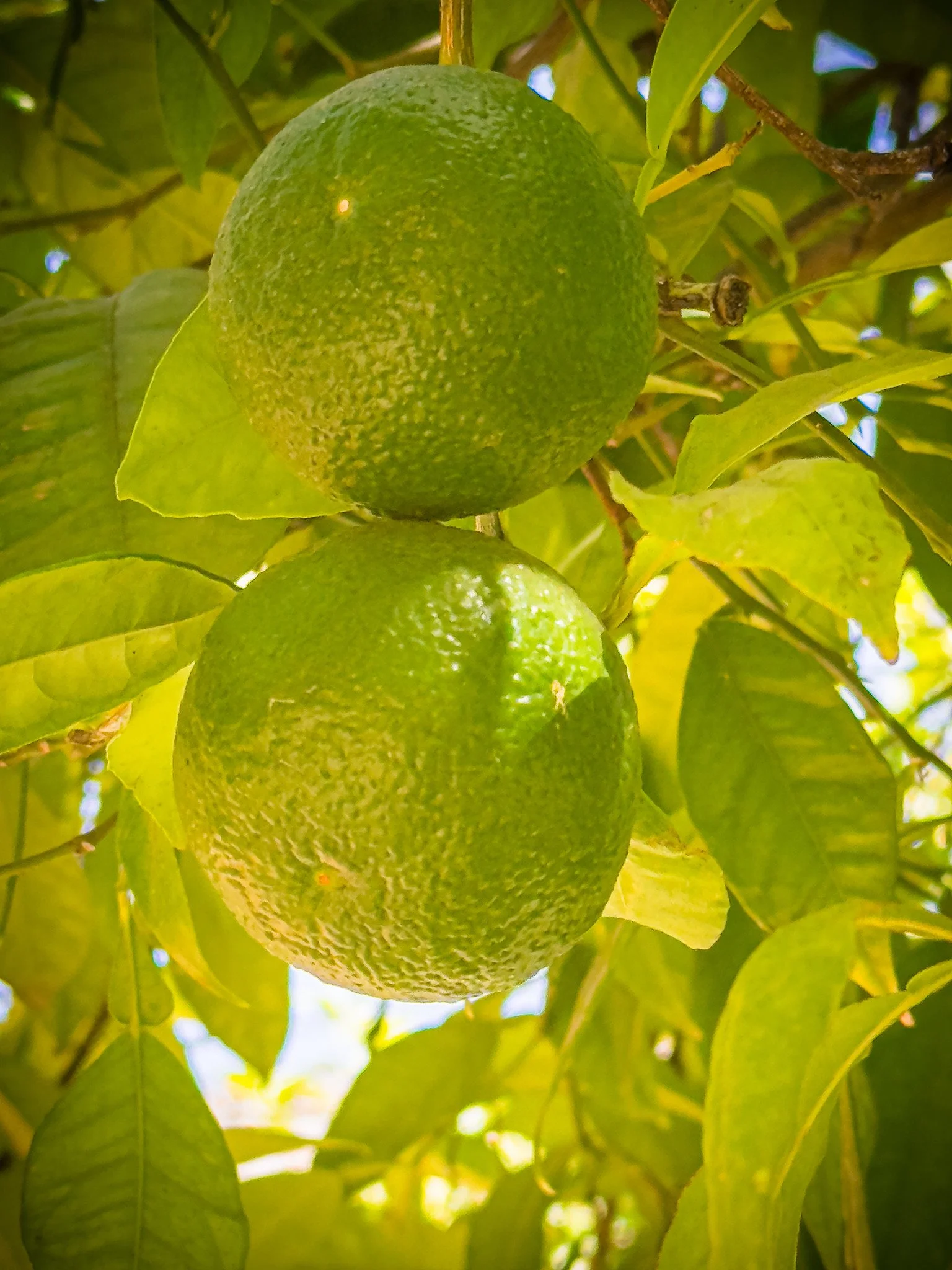 Unripe Seville Oranges