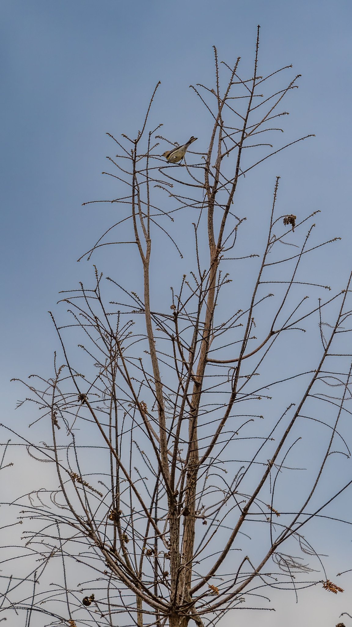Yellow-rumped Warbler