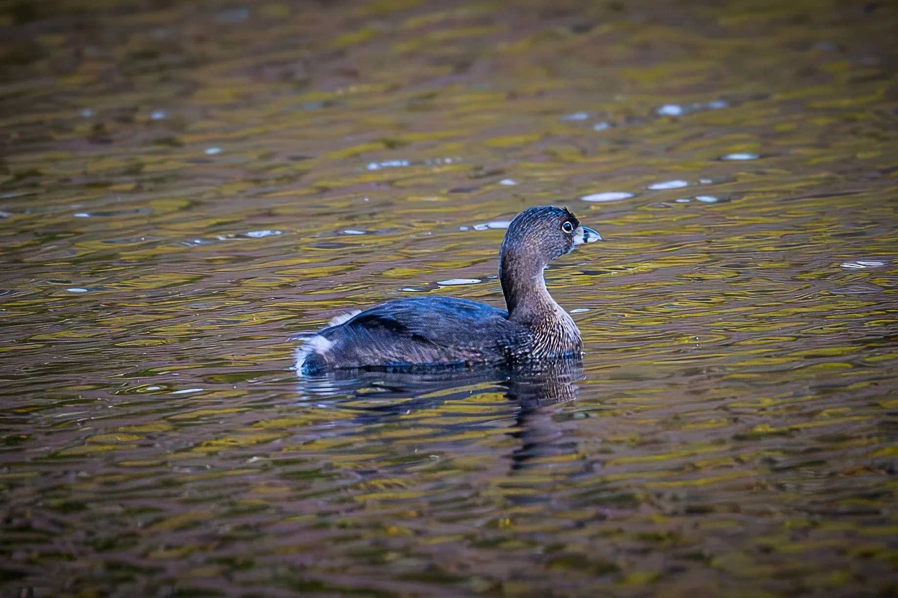 Pied-Billed Grebe