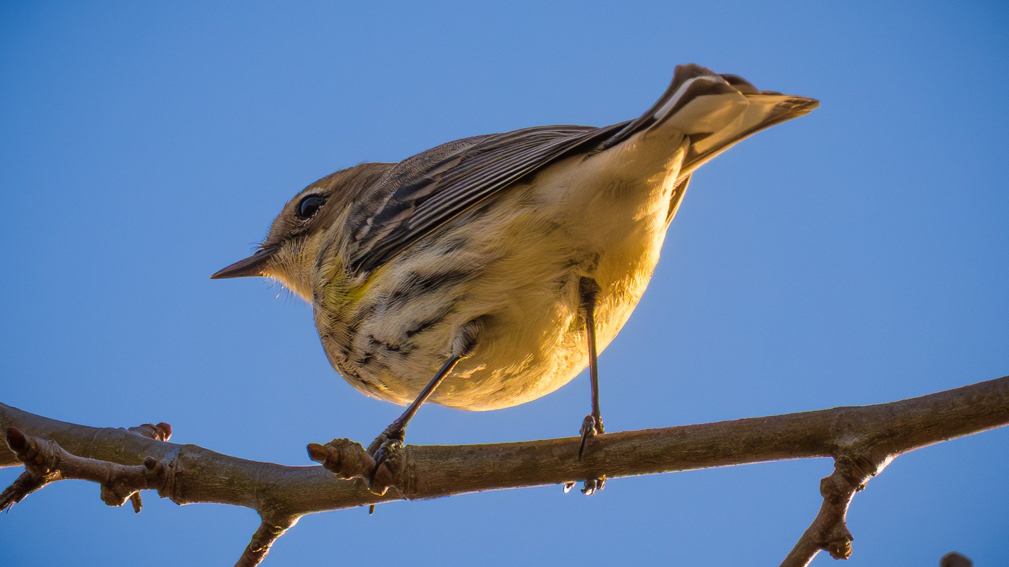 Yellow-rumped Warbler