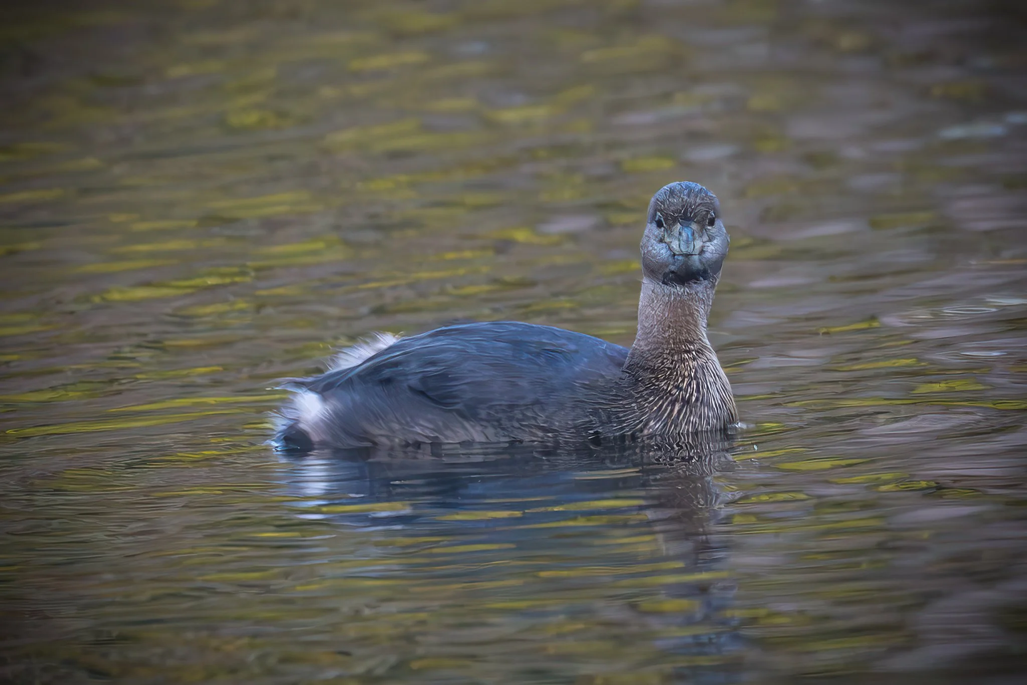 Pied-Billed Grebe
