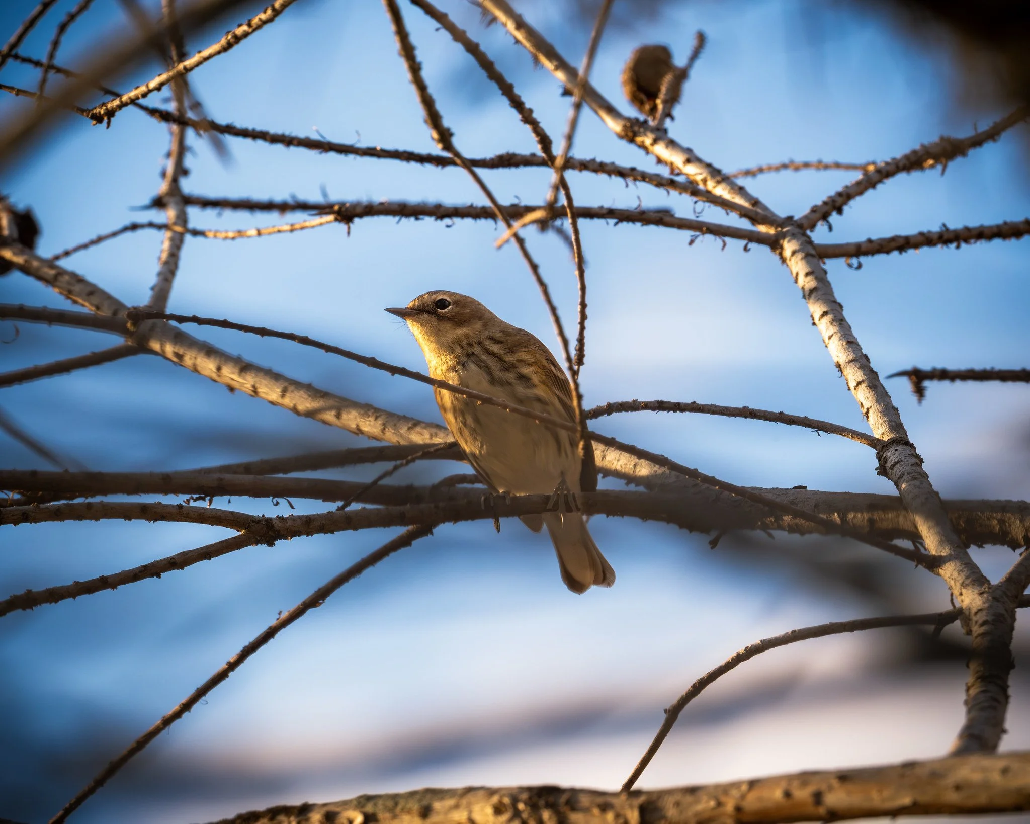 Yellow-rumped Warbler