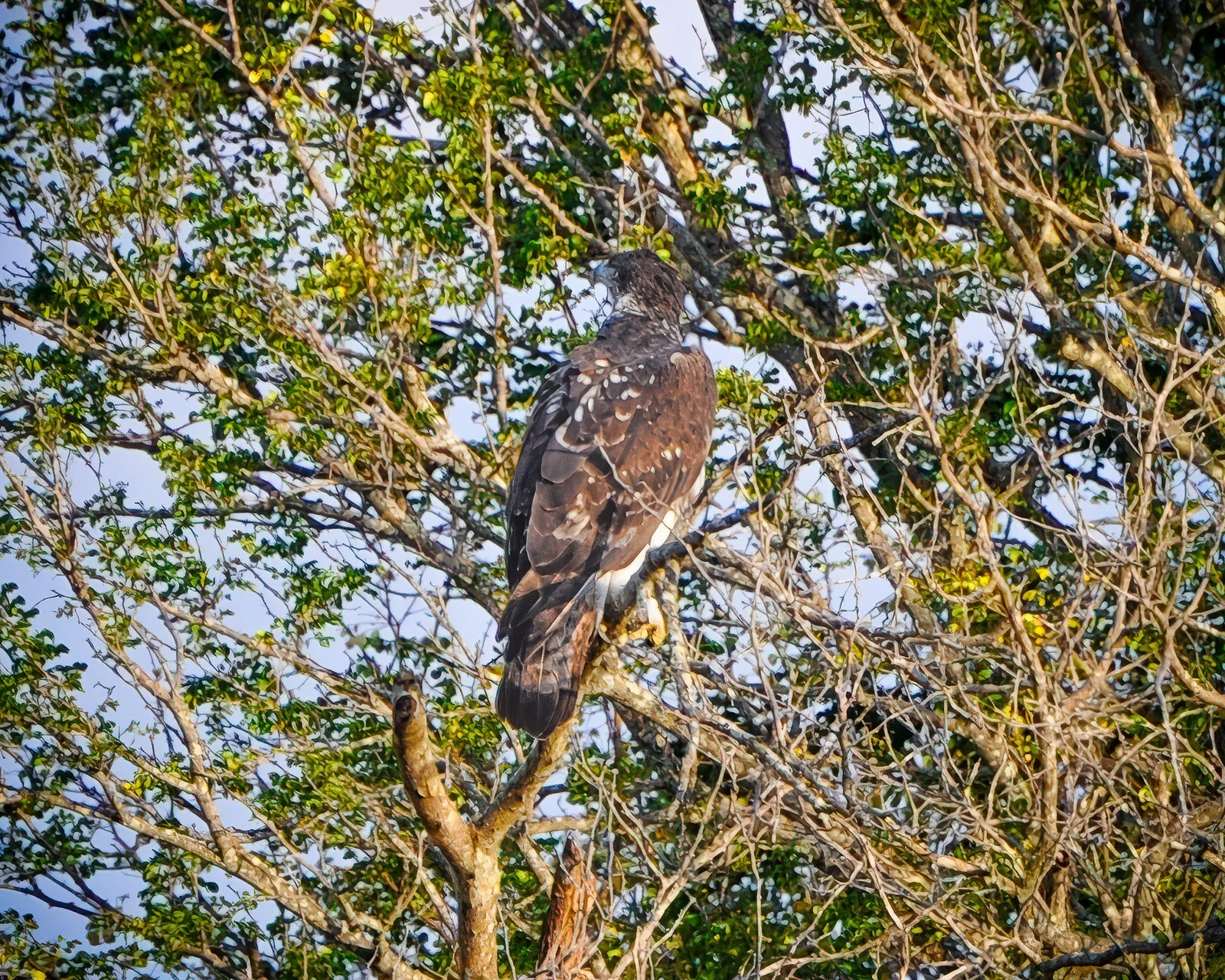 African Hawk-Eagle