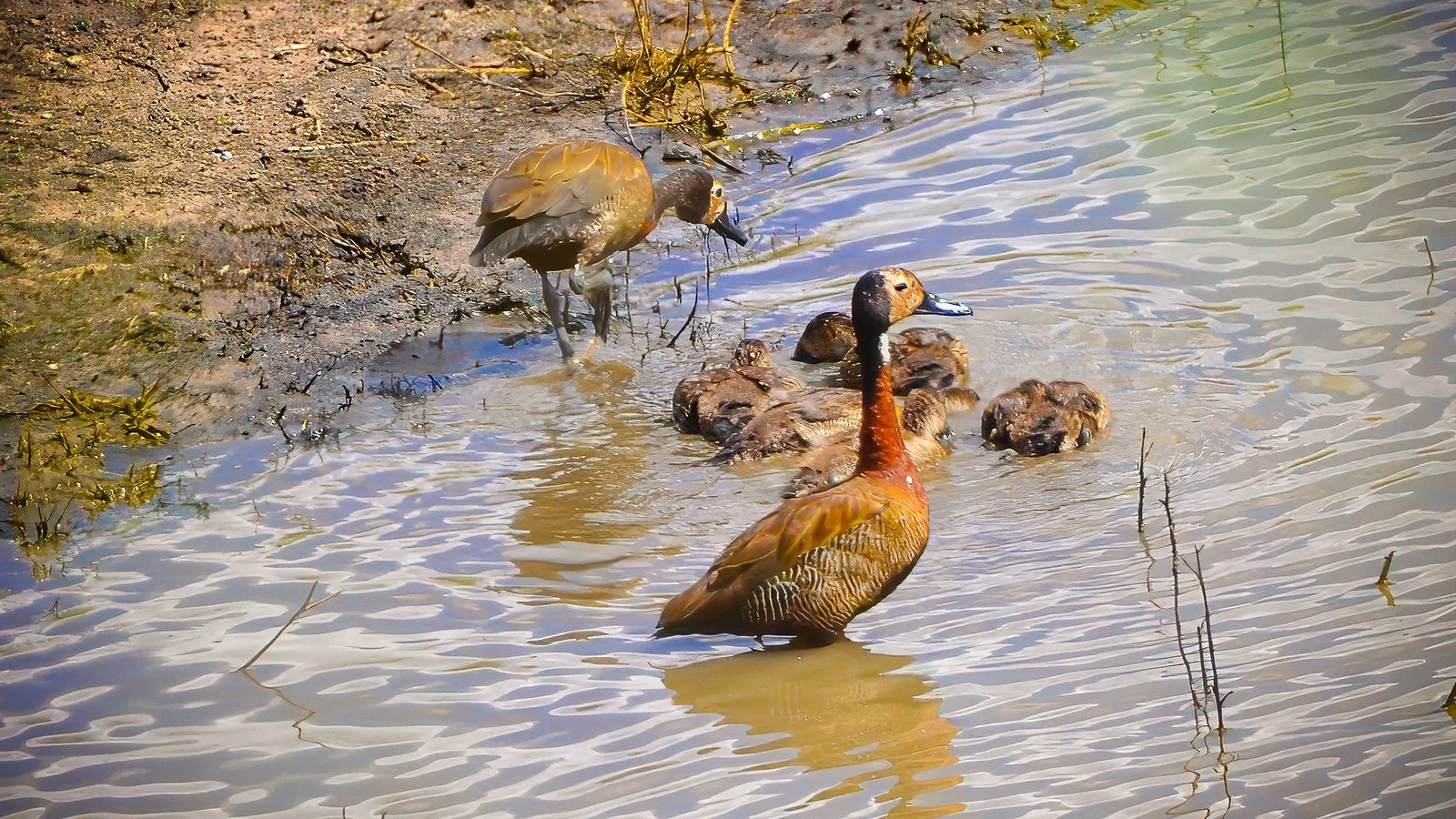 White-faced whistling duck