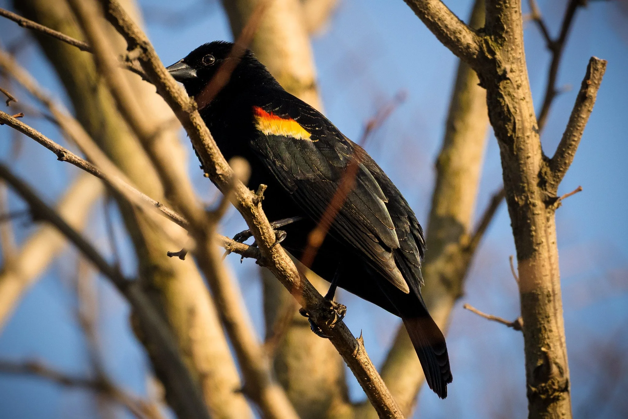 Red-Winged Blackbird