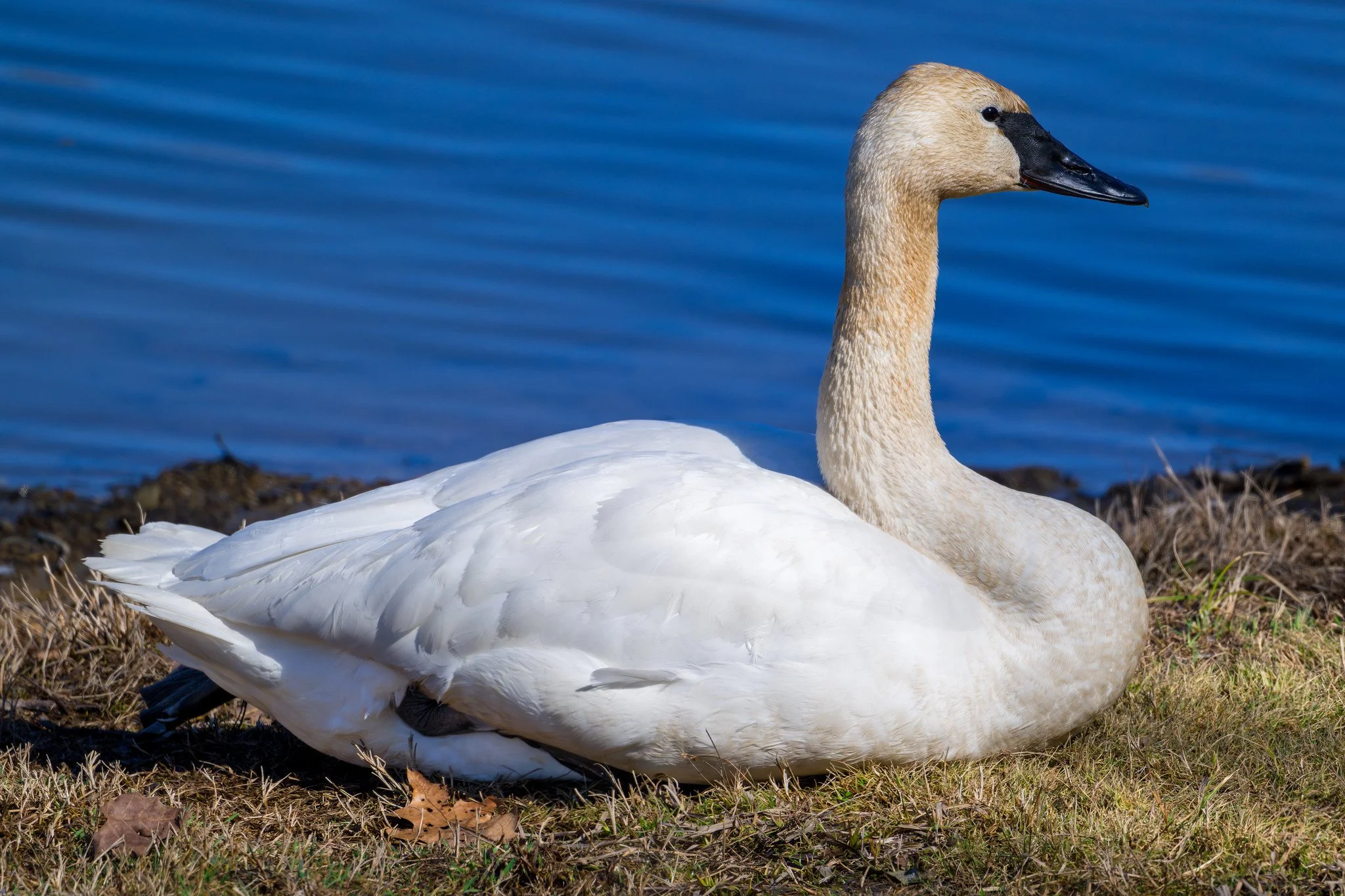 Trumpeter Swan