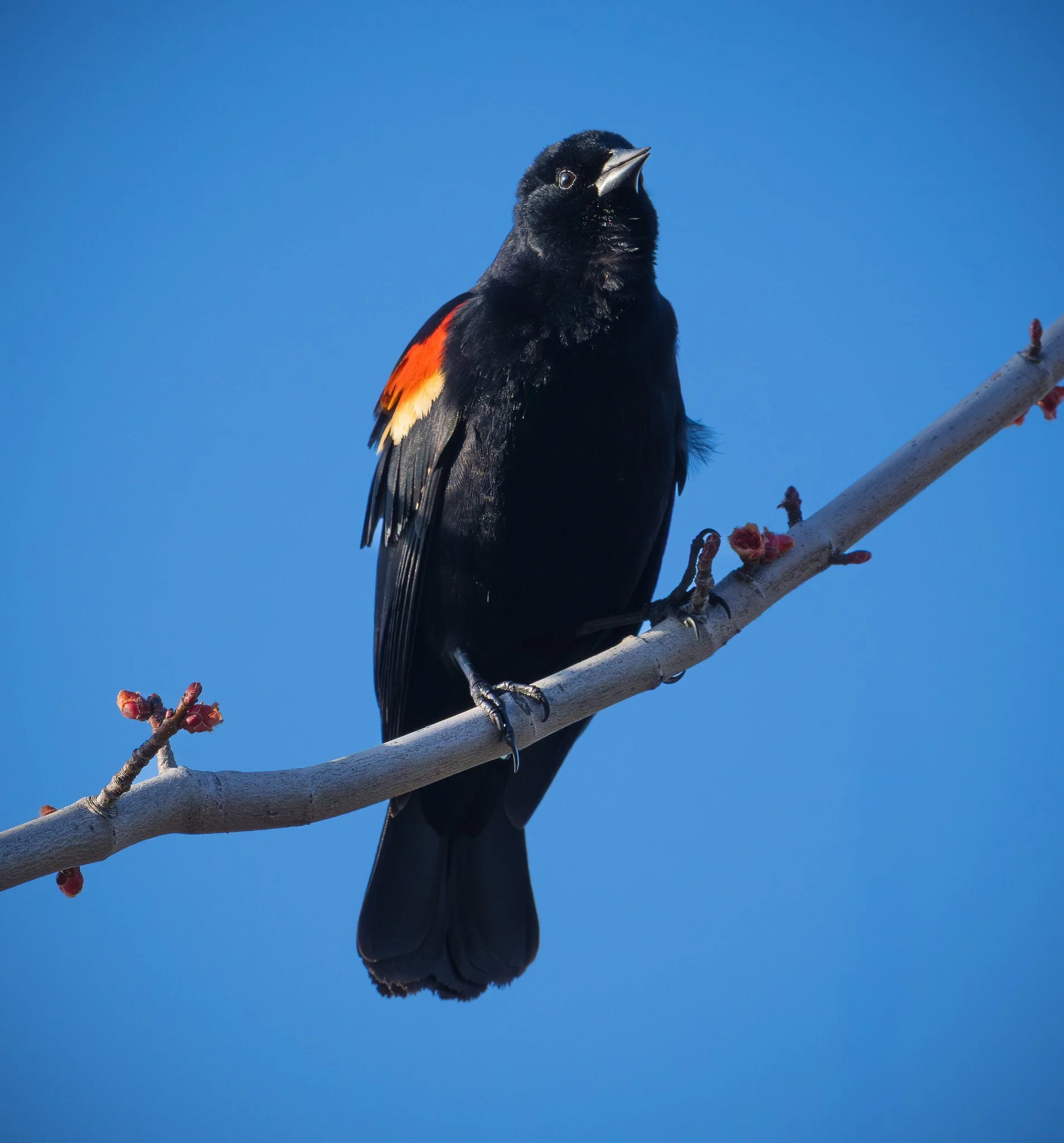 Red-Winged Blackbird