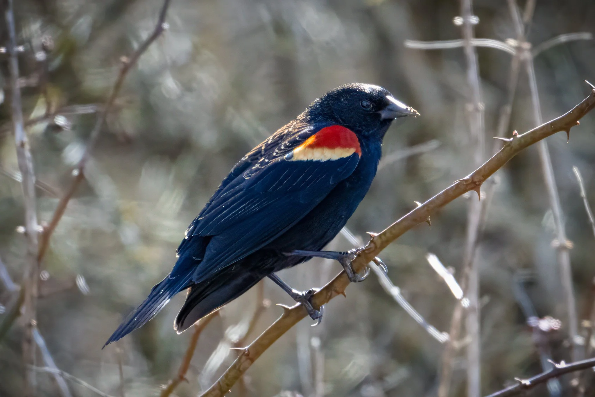 Red-Winged Blackbird
