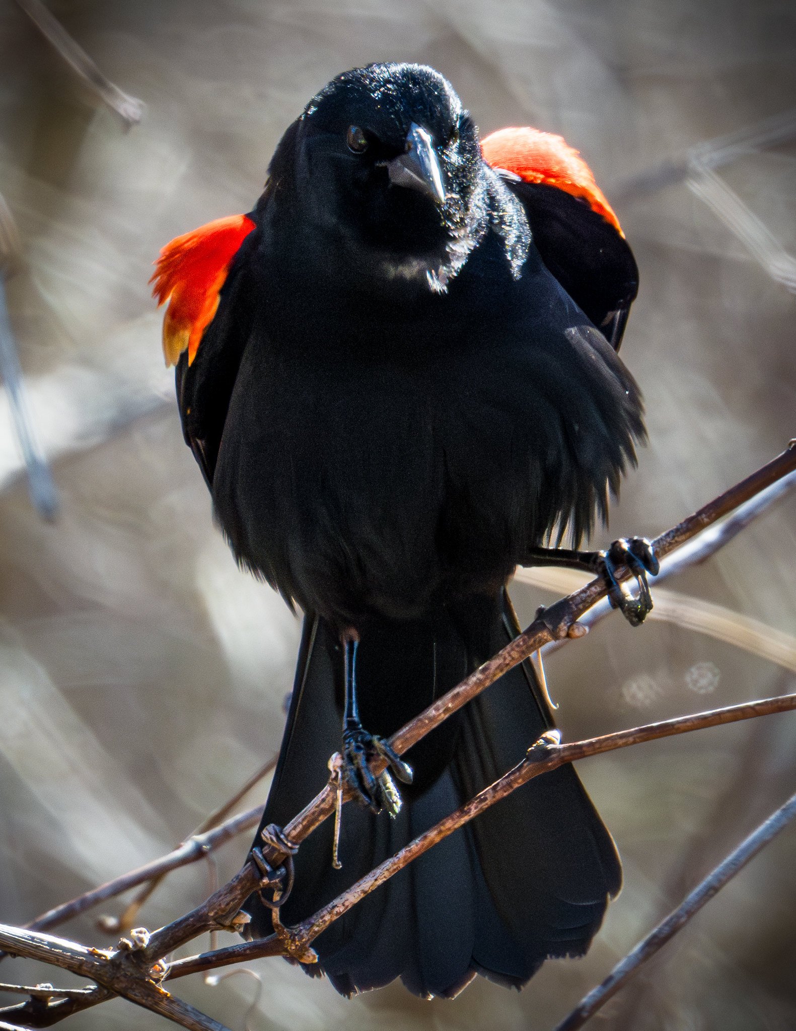 Red-Winged Blackbird