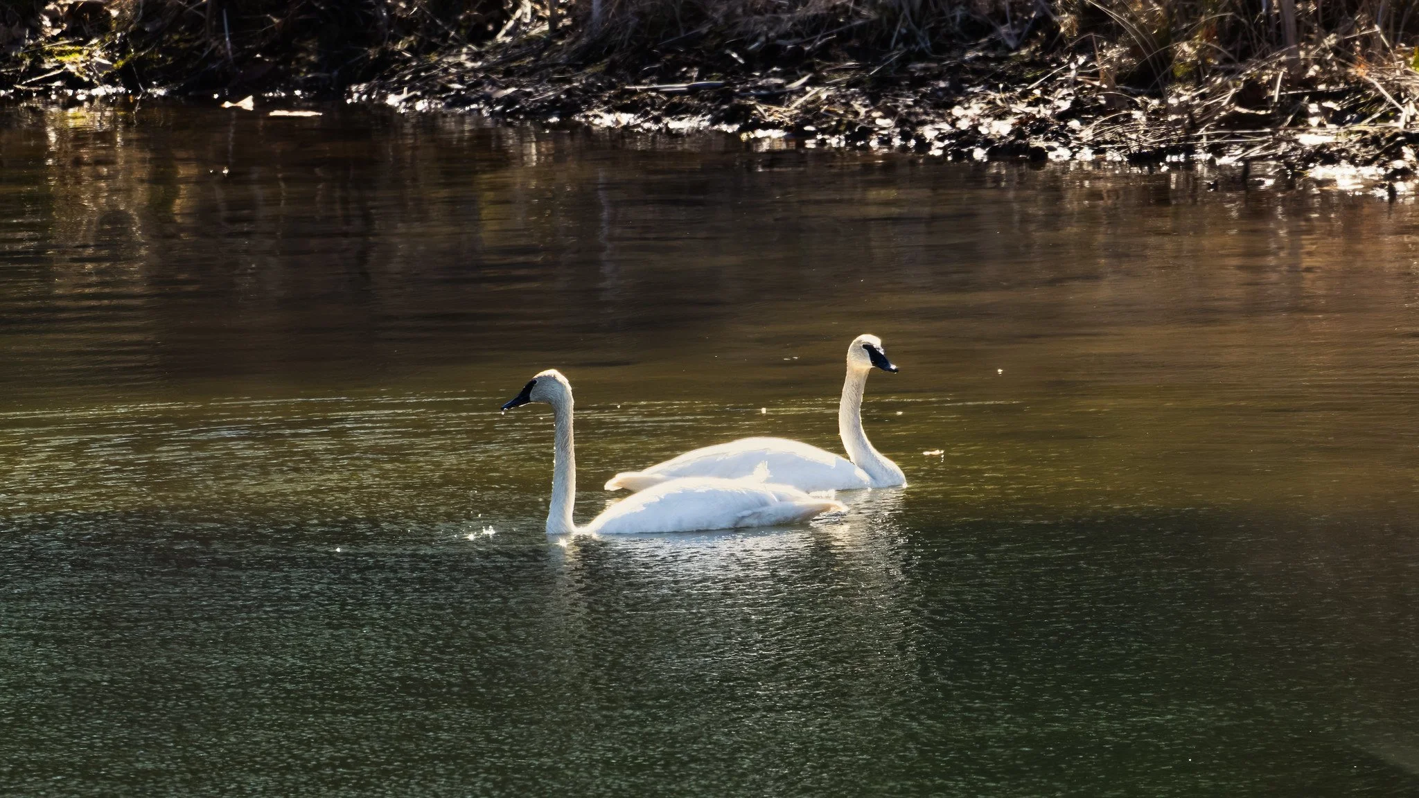 Trumpeter Swan