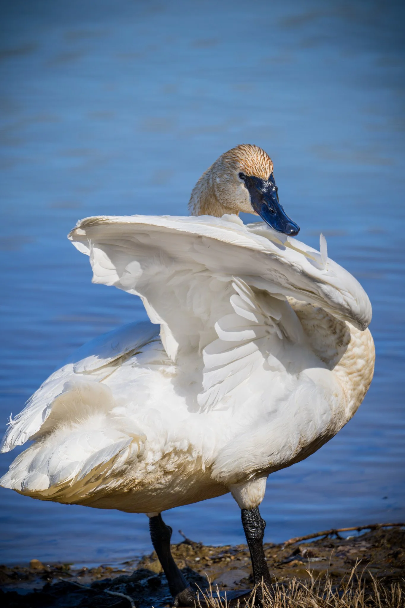 Trumpeter Swan