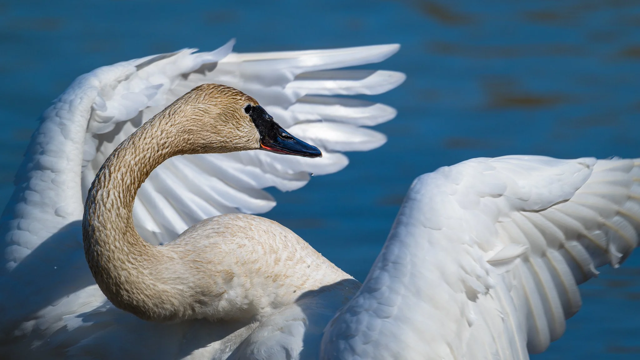 Trumpeter Swan