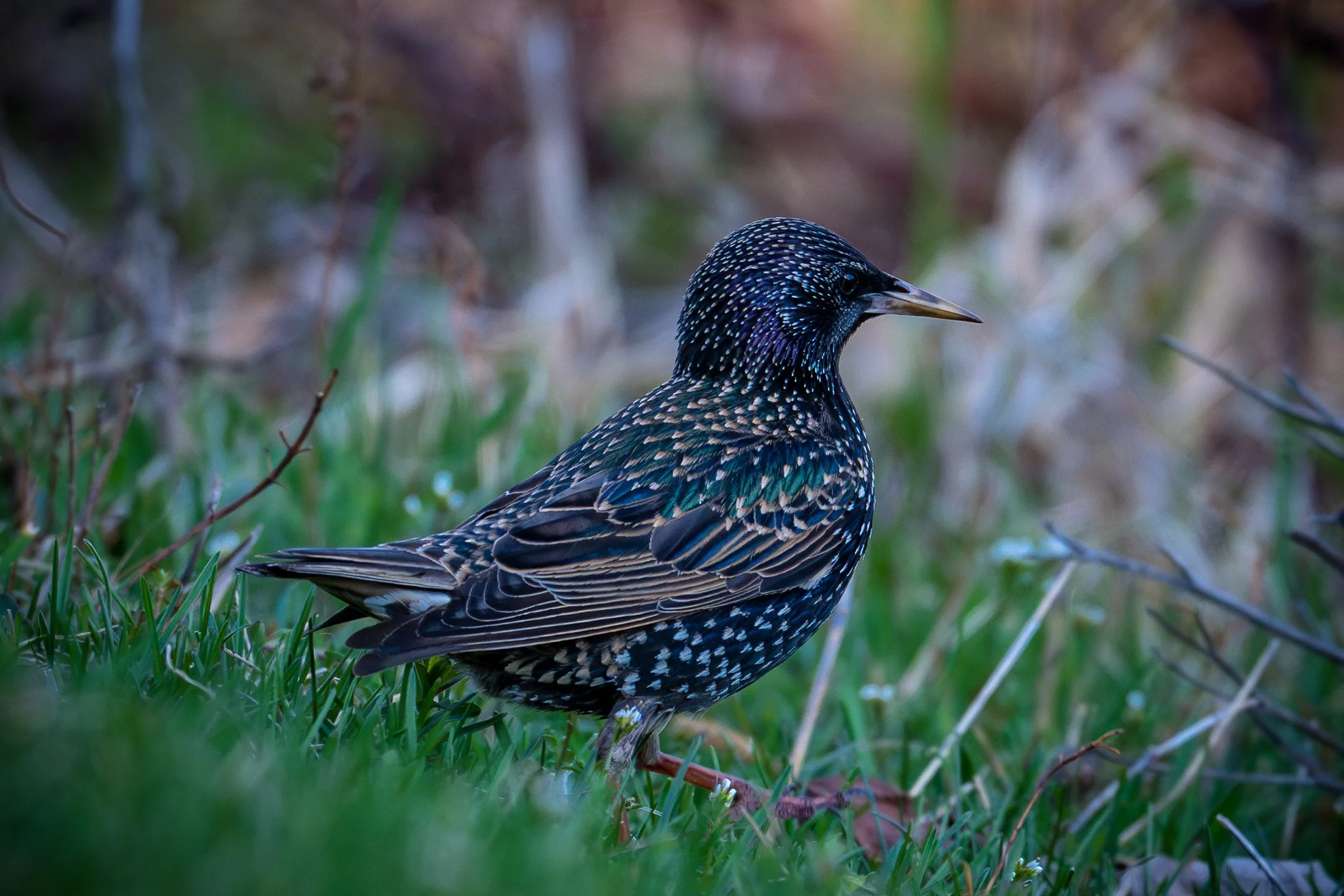 European Starling
