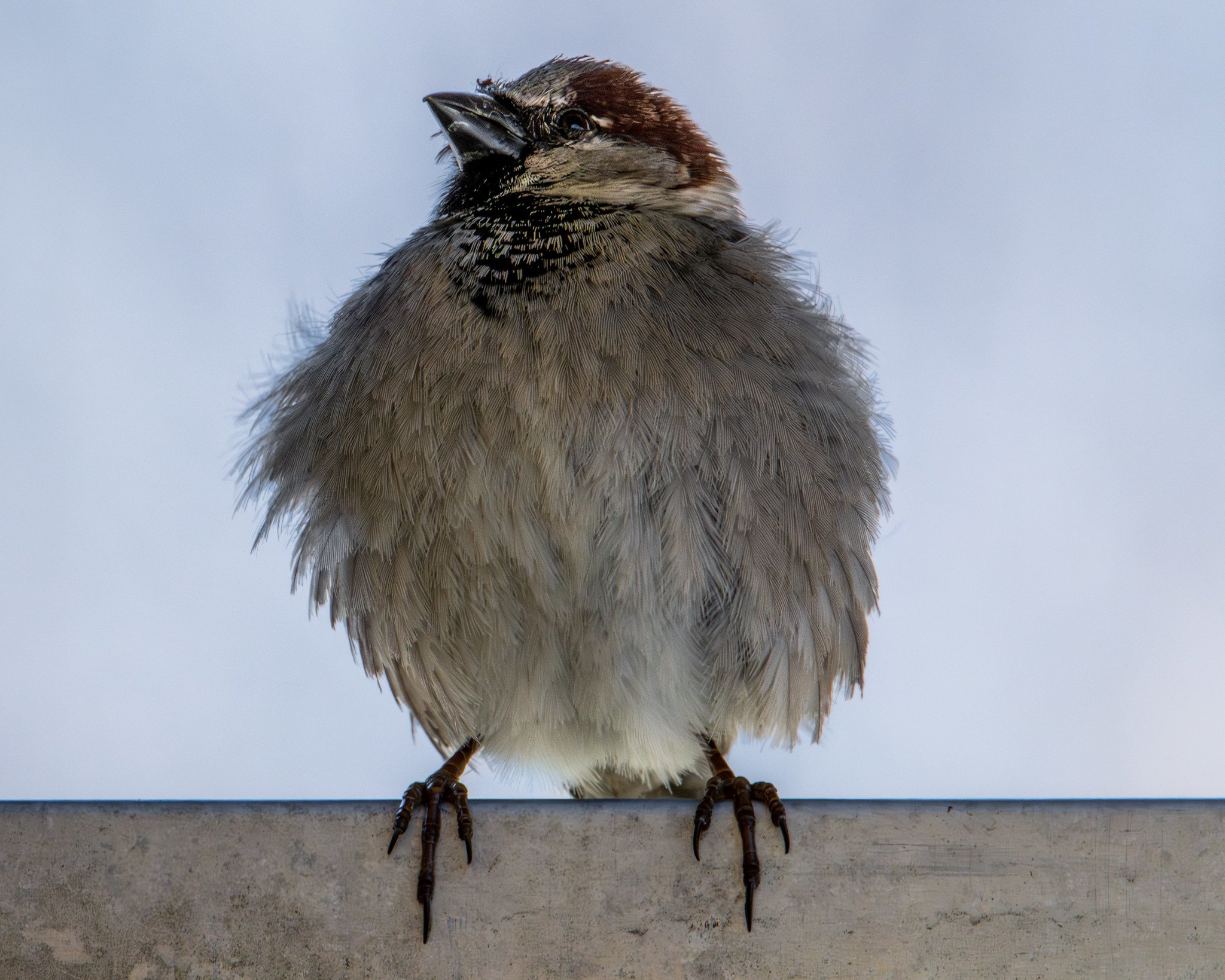 House Sparrow