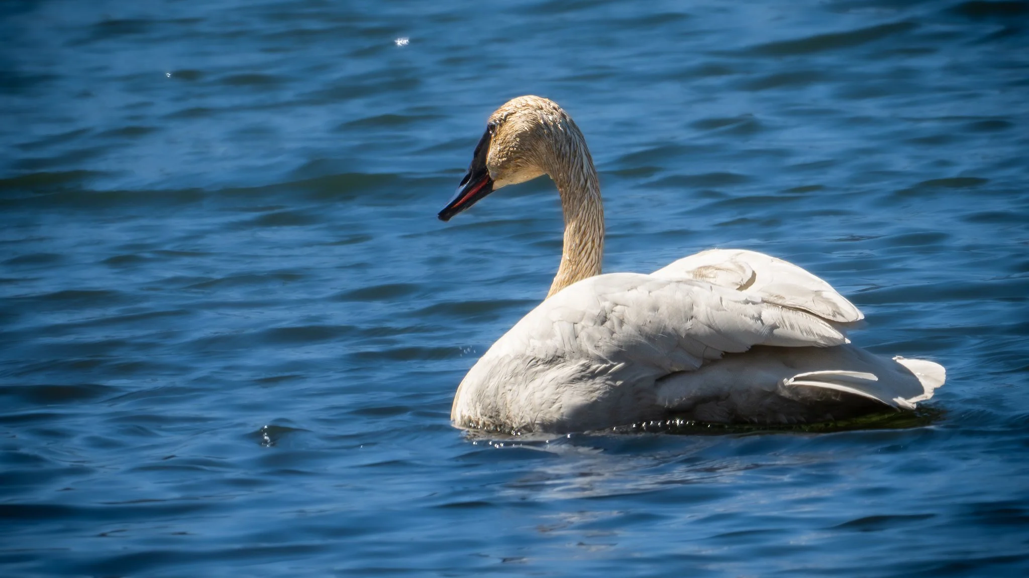Trumpeter Swan