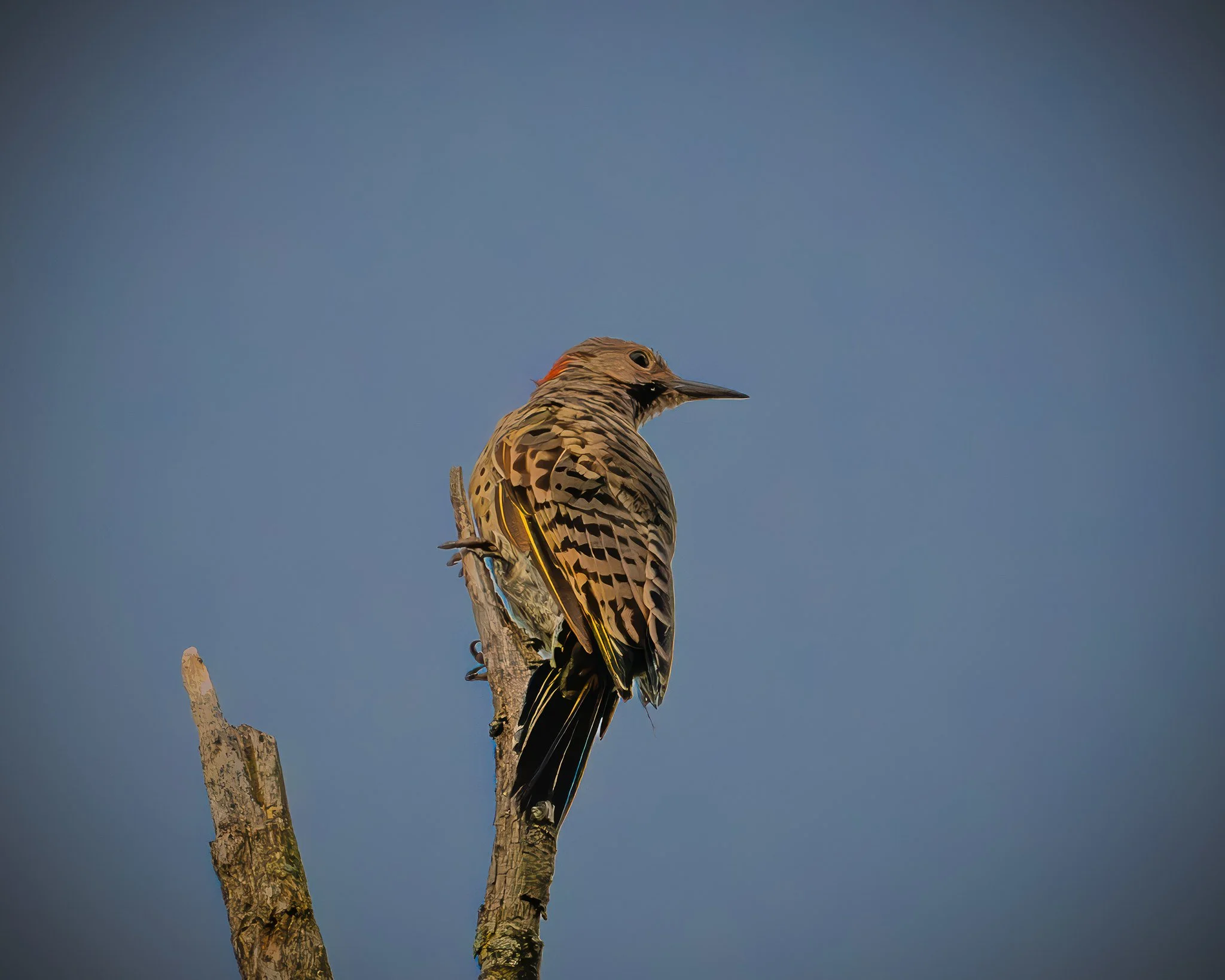 Northern Flicker Woodpecker