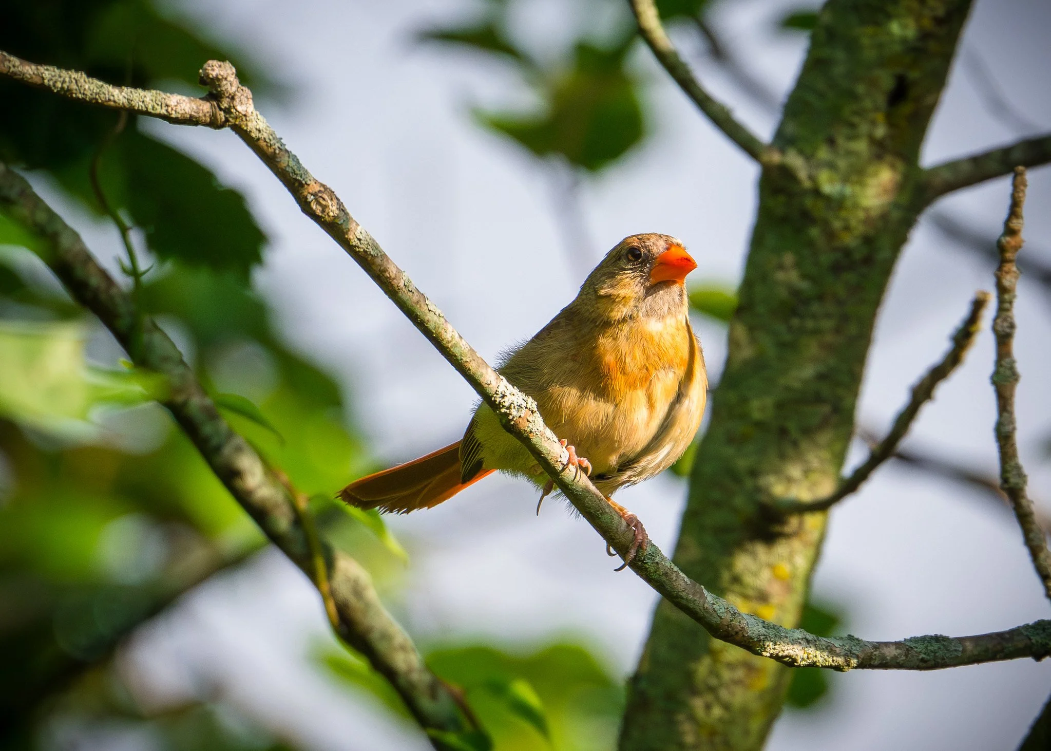 Northern Cardinal