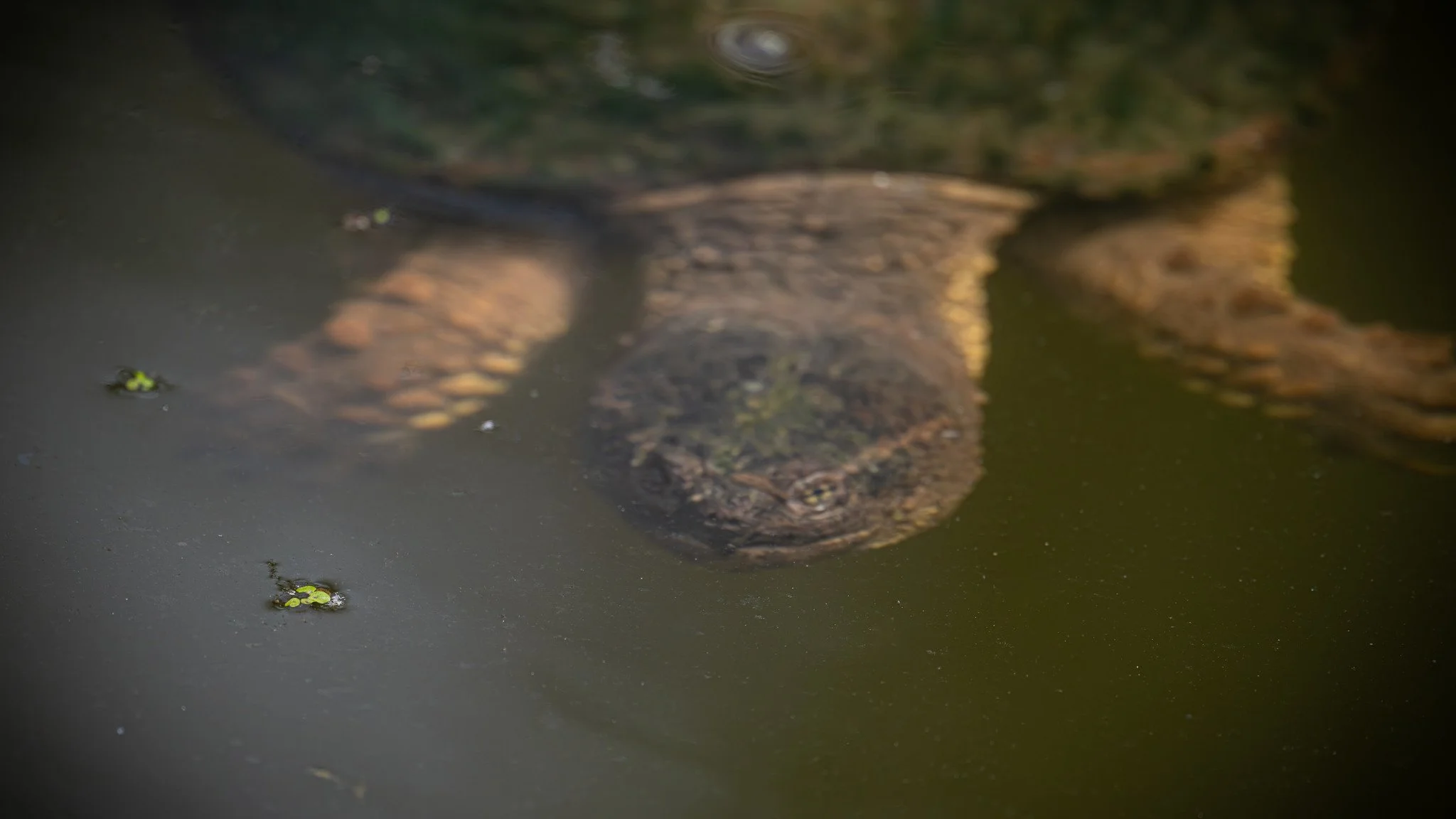 Common Snapping Turtle
