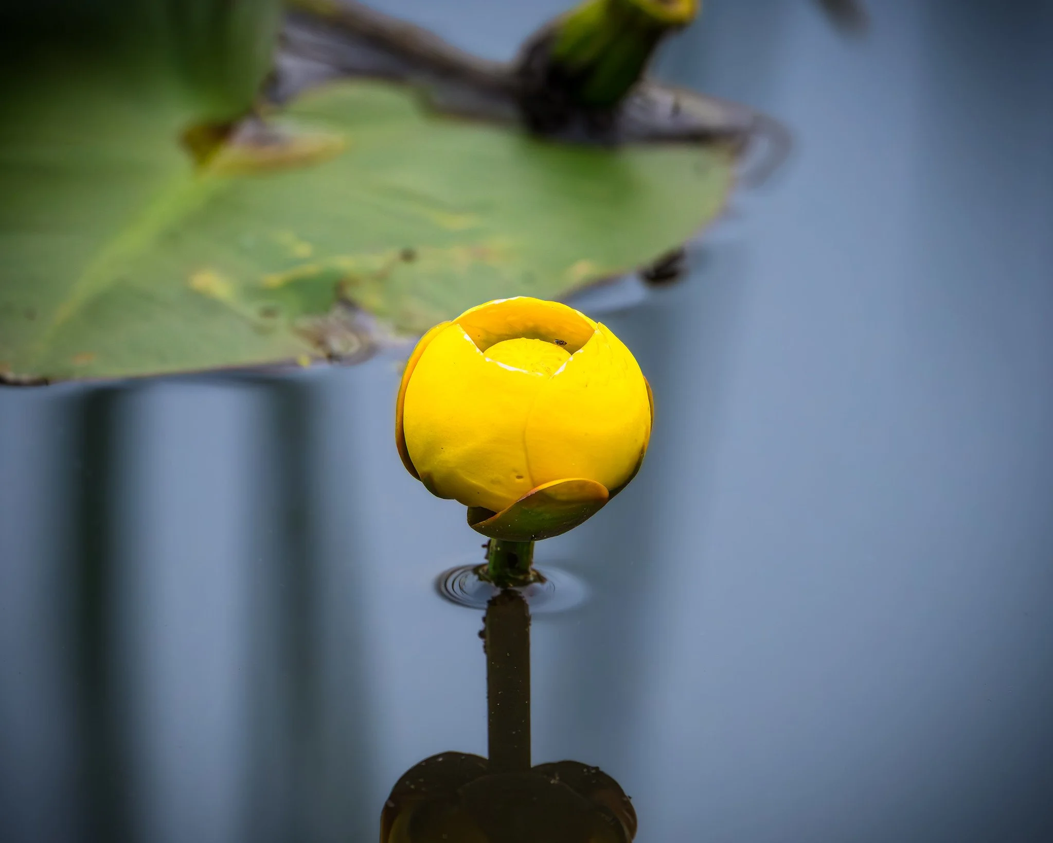 Yellow Pond-Lilly