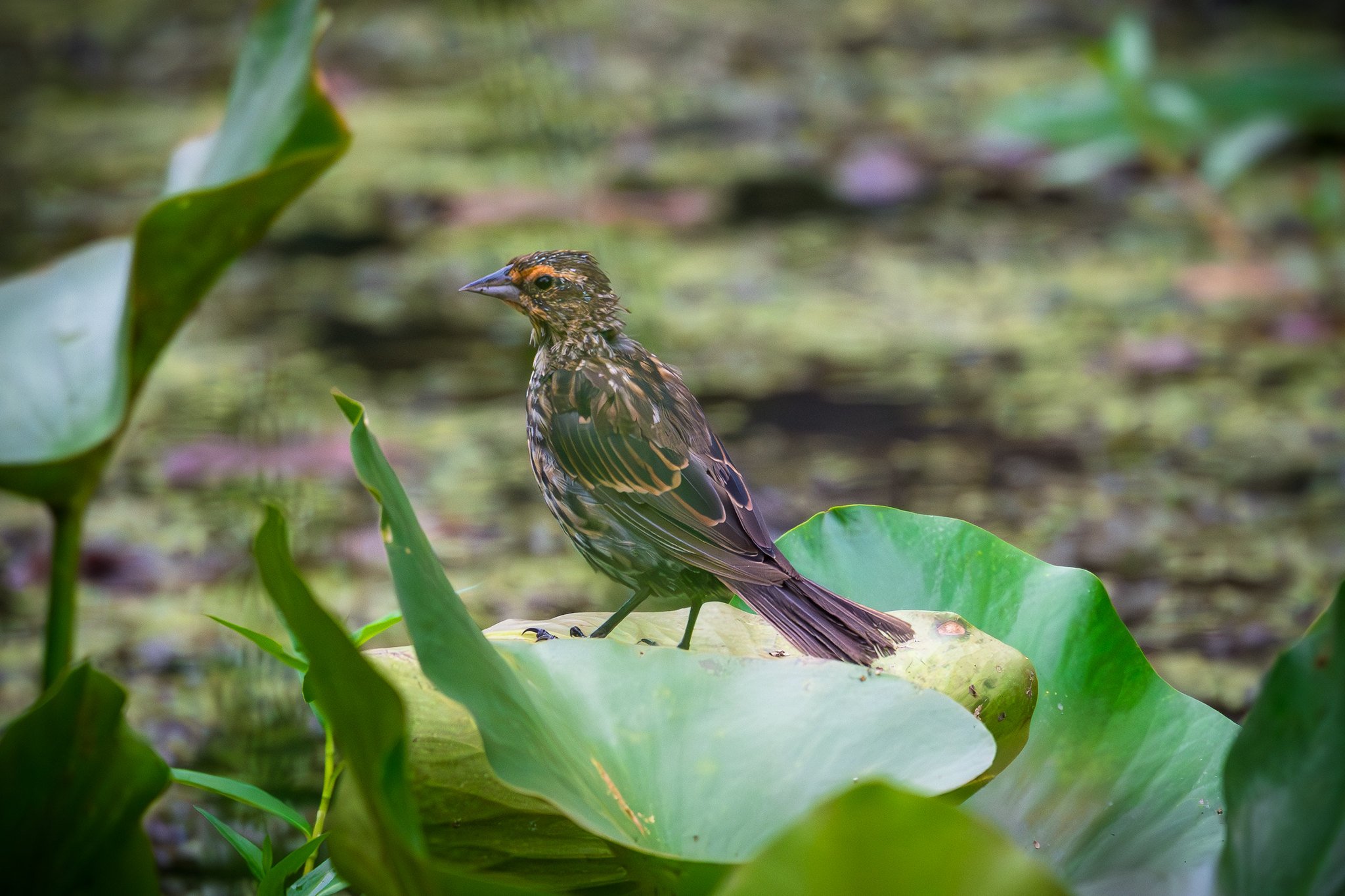Red-Winged Blackbird
