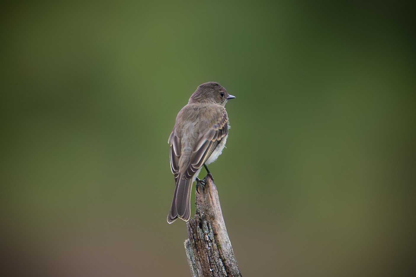 Eastern phoebe