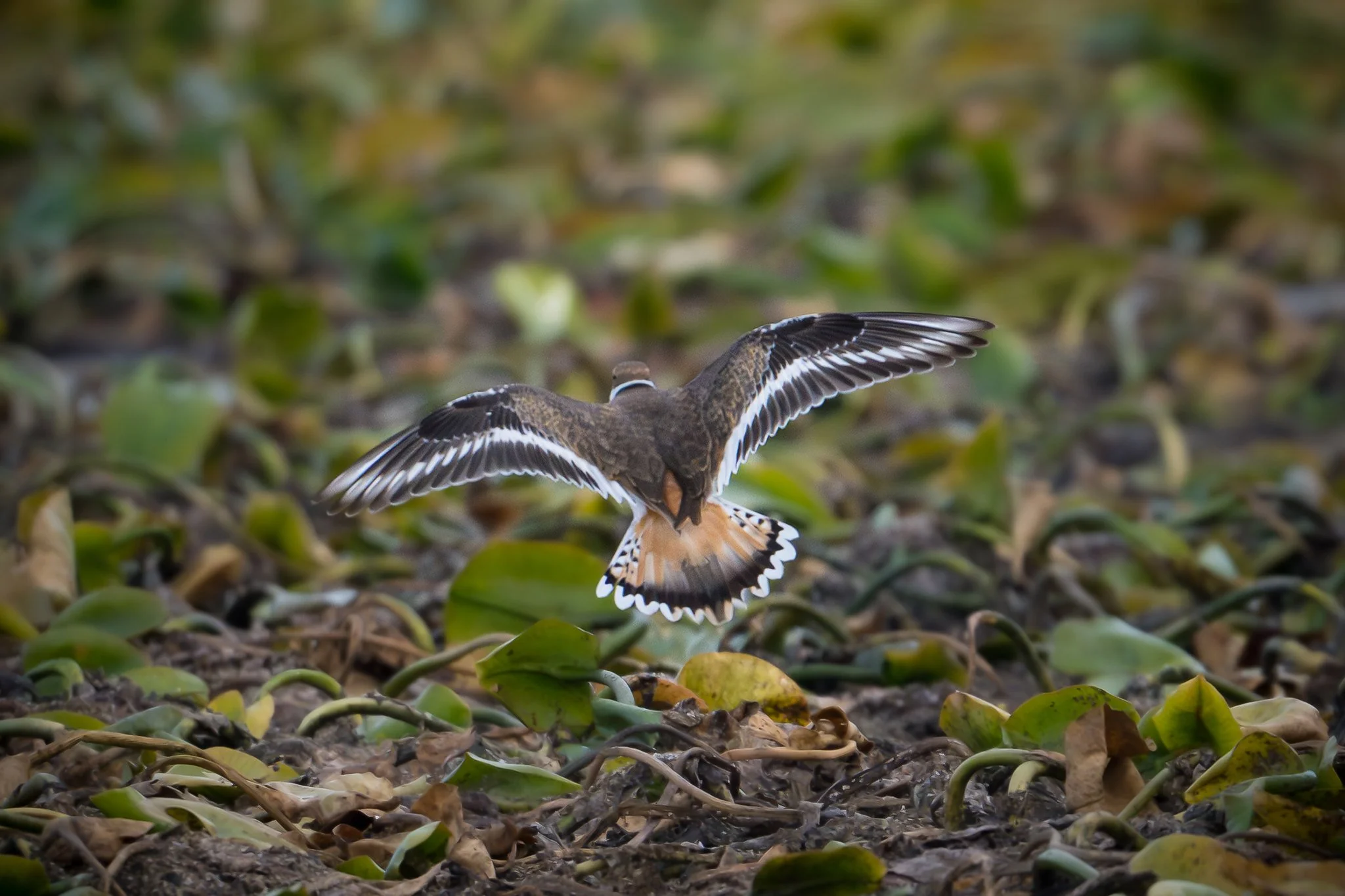 Killdeer
