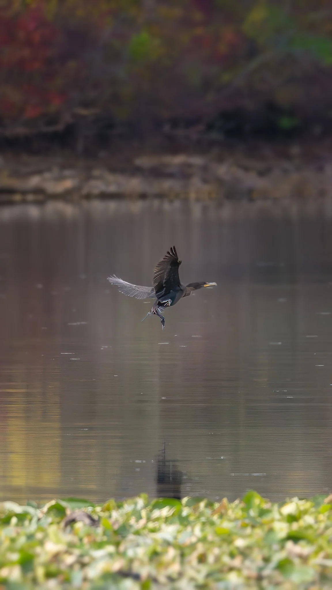 Double crested Cormorant