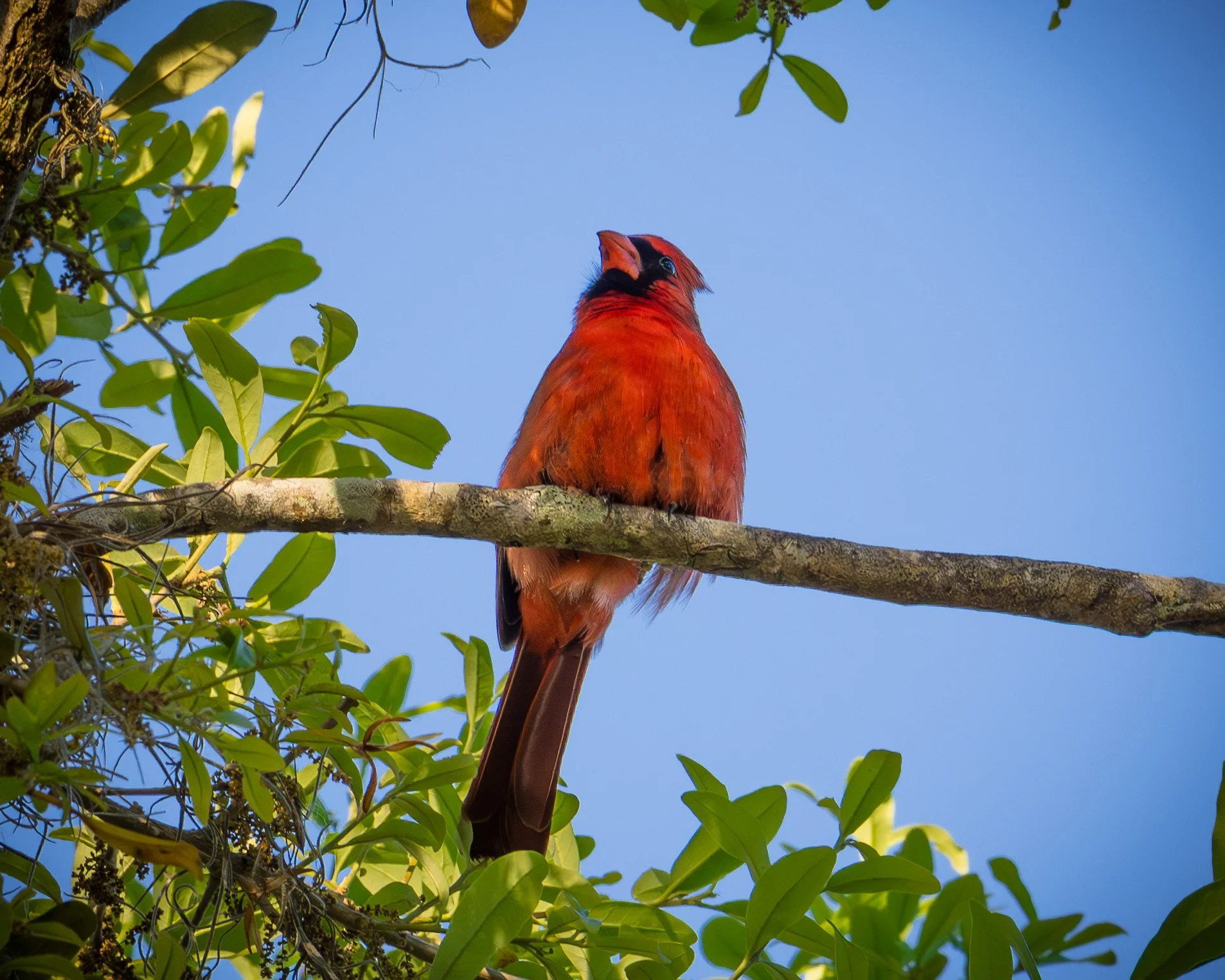 Northern Cardinal