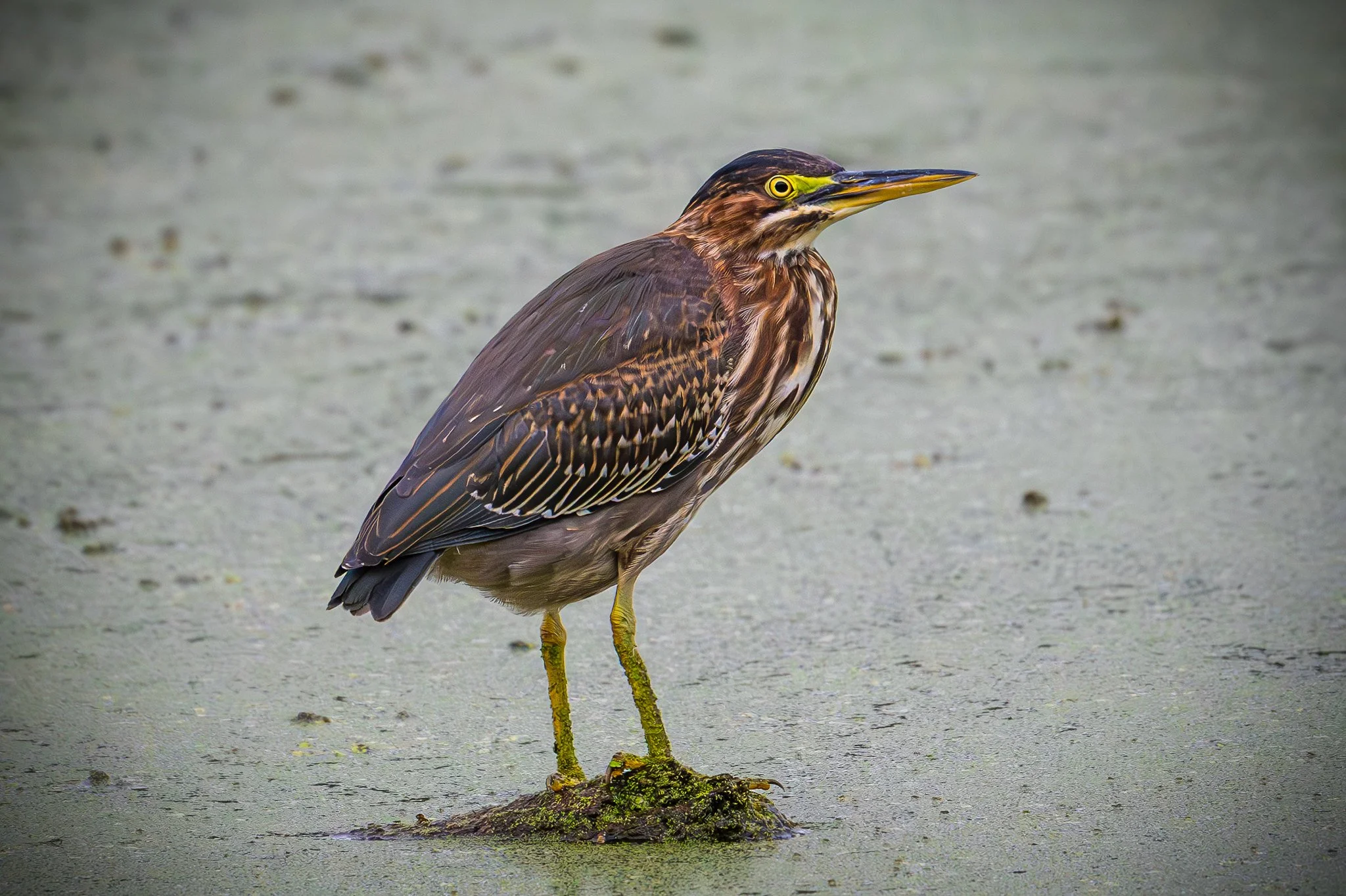 Green Heron