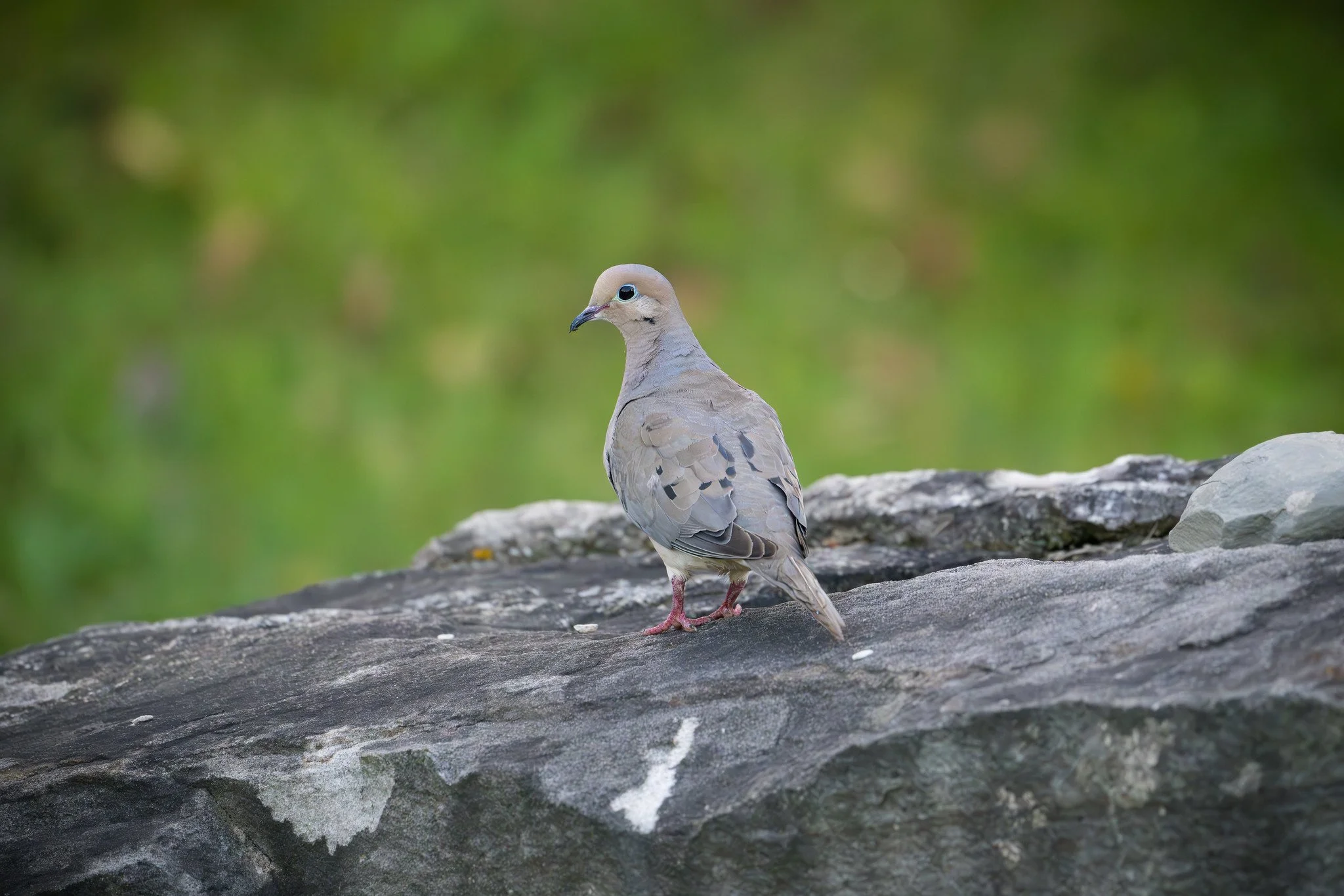 Mourning Dove
