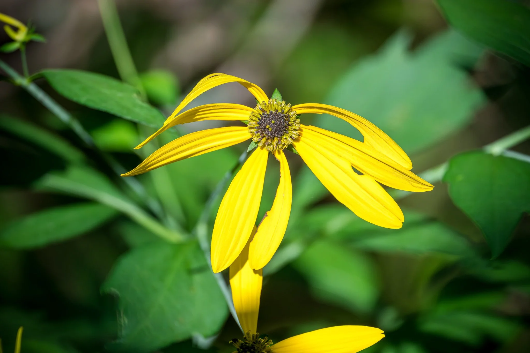 Cutleaf Coneflower