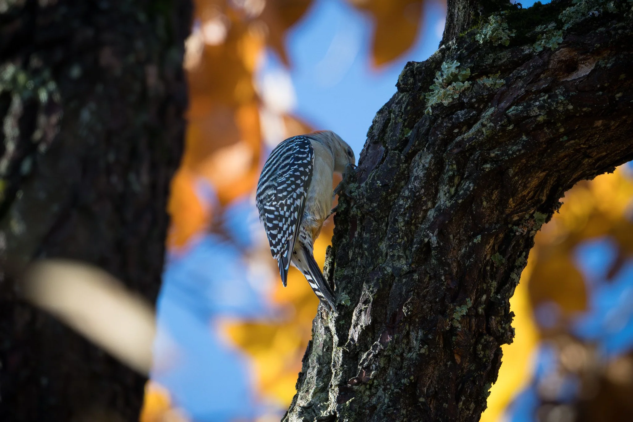 Red-bellied woodpecker