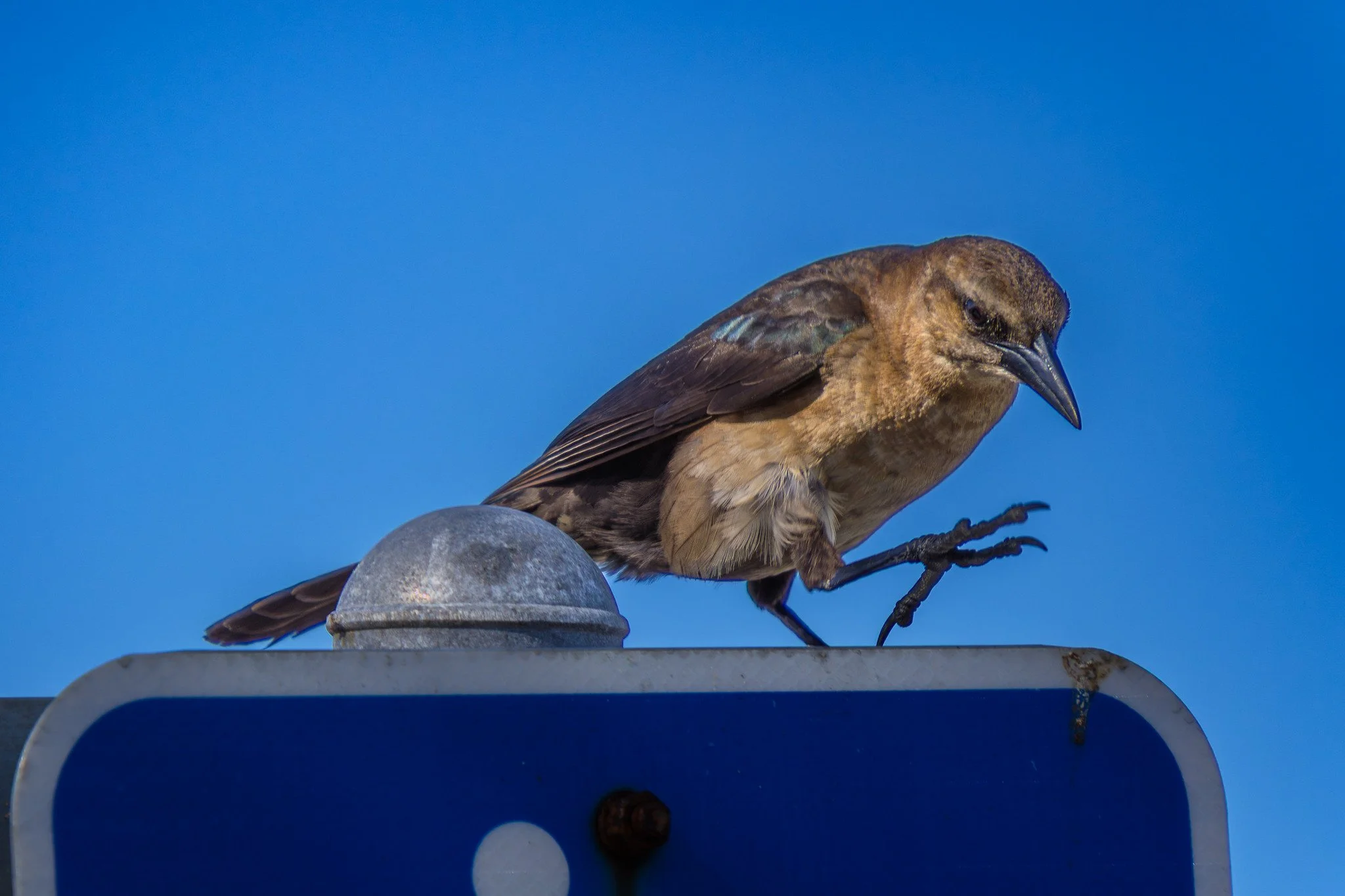 Boat-tailed Grackle