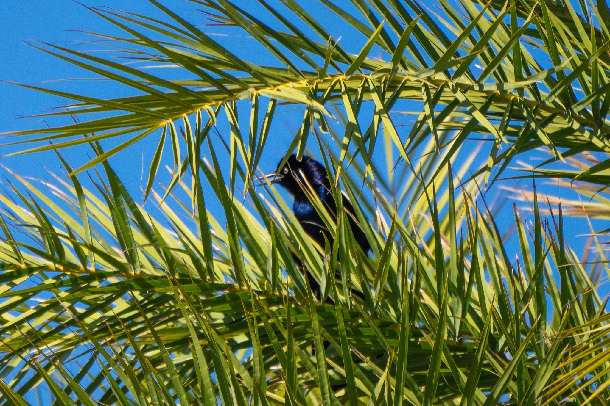 Boat-tailed Grackle