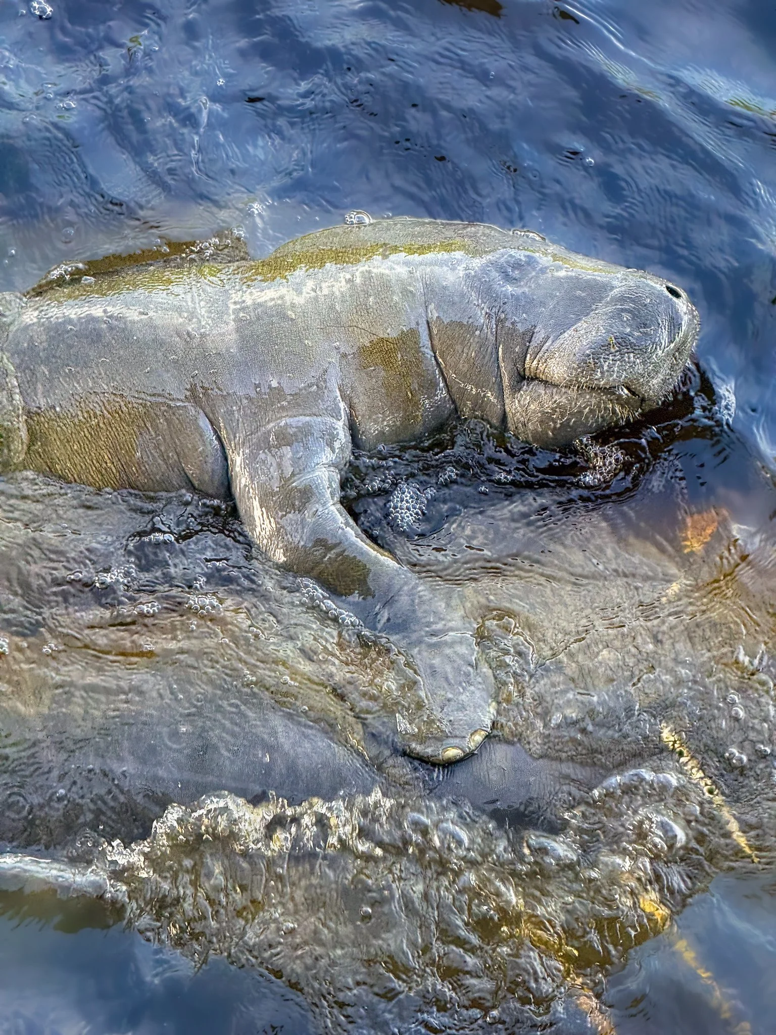 Manatee Calf Holding onto Mom