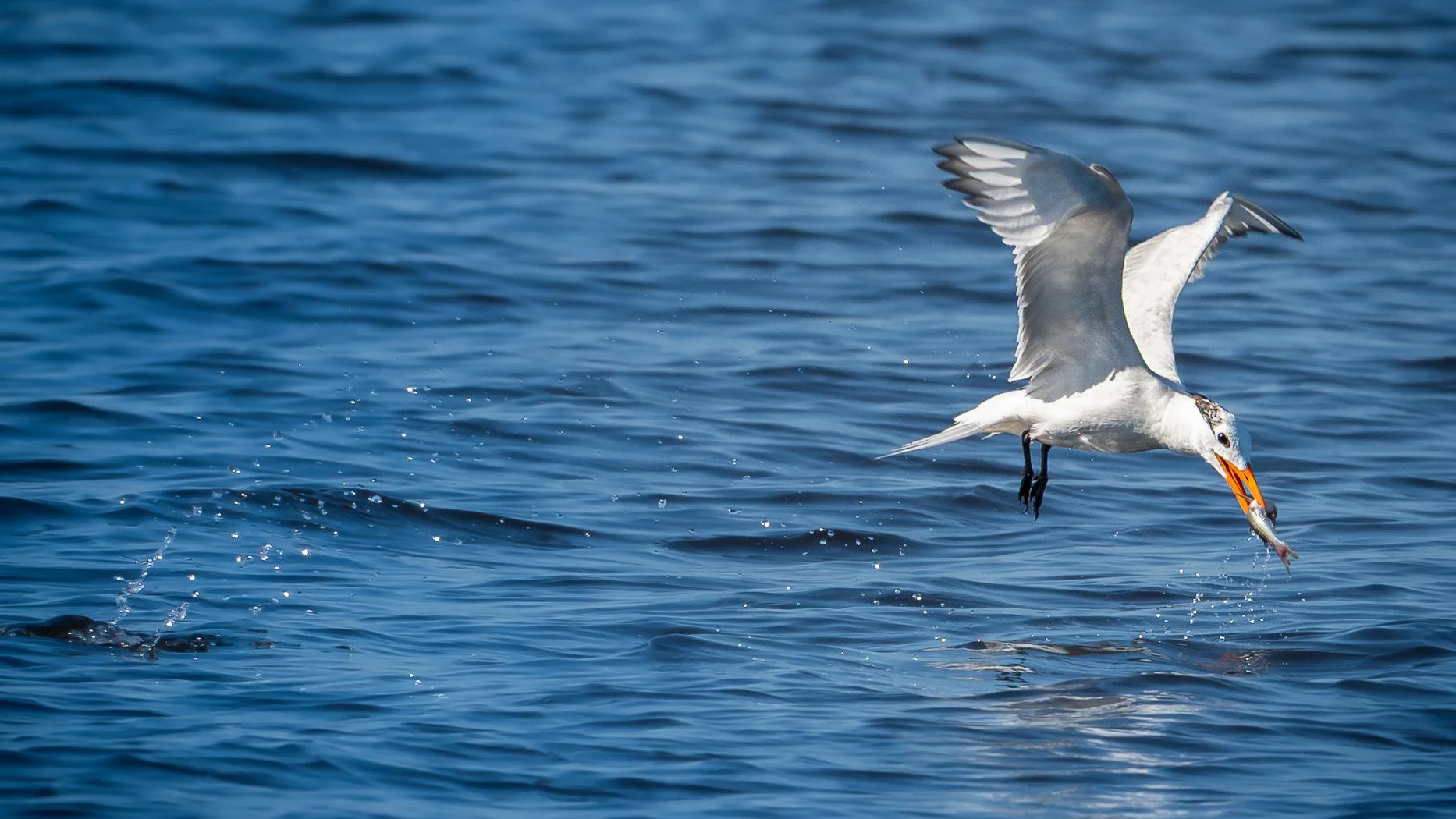 Royal Tern