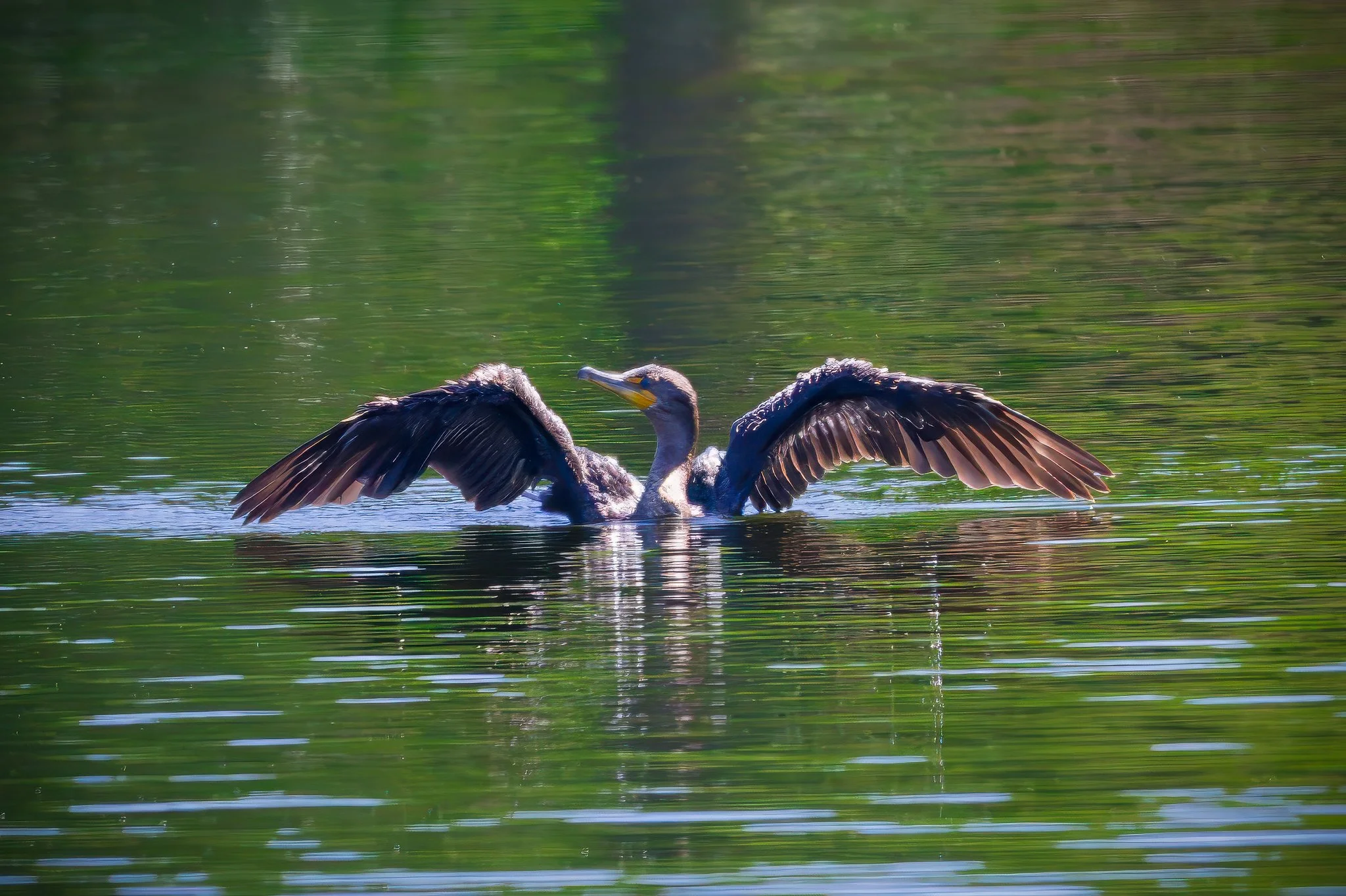 Double Crested Cormorant