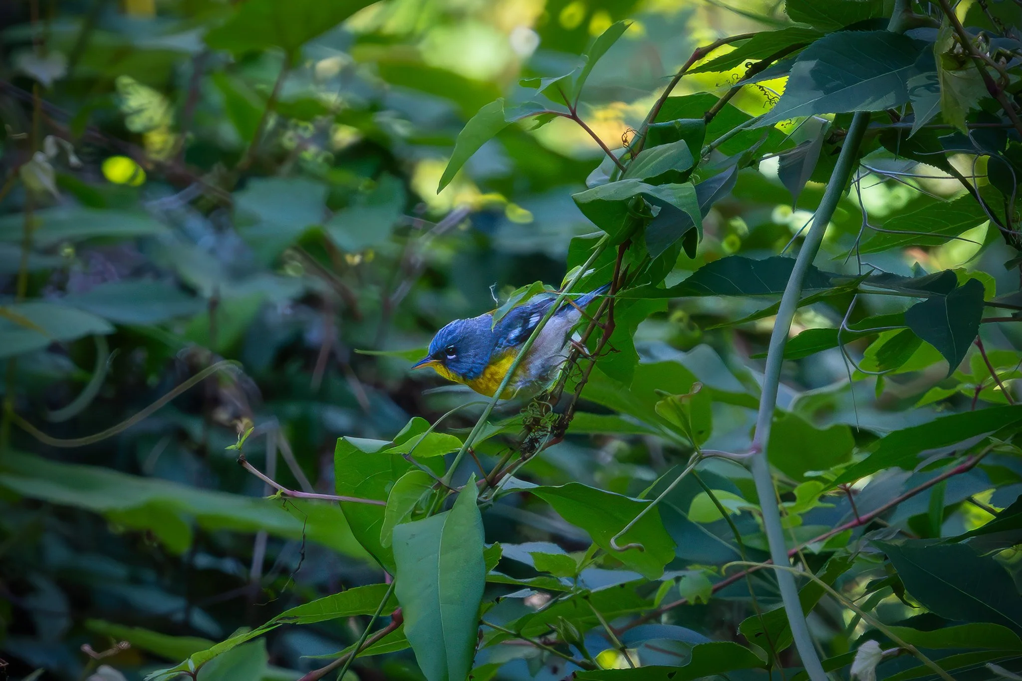 Northern Parula