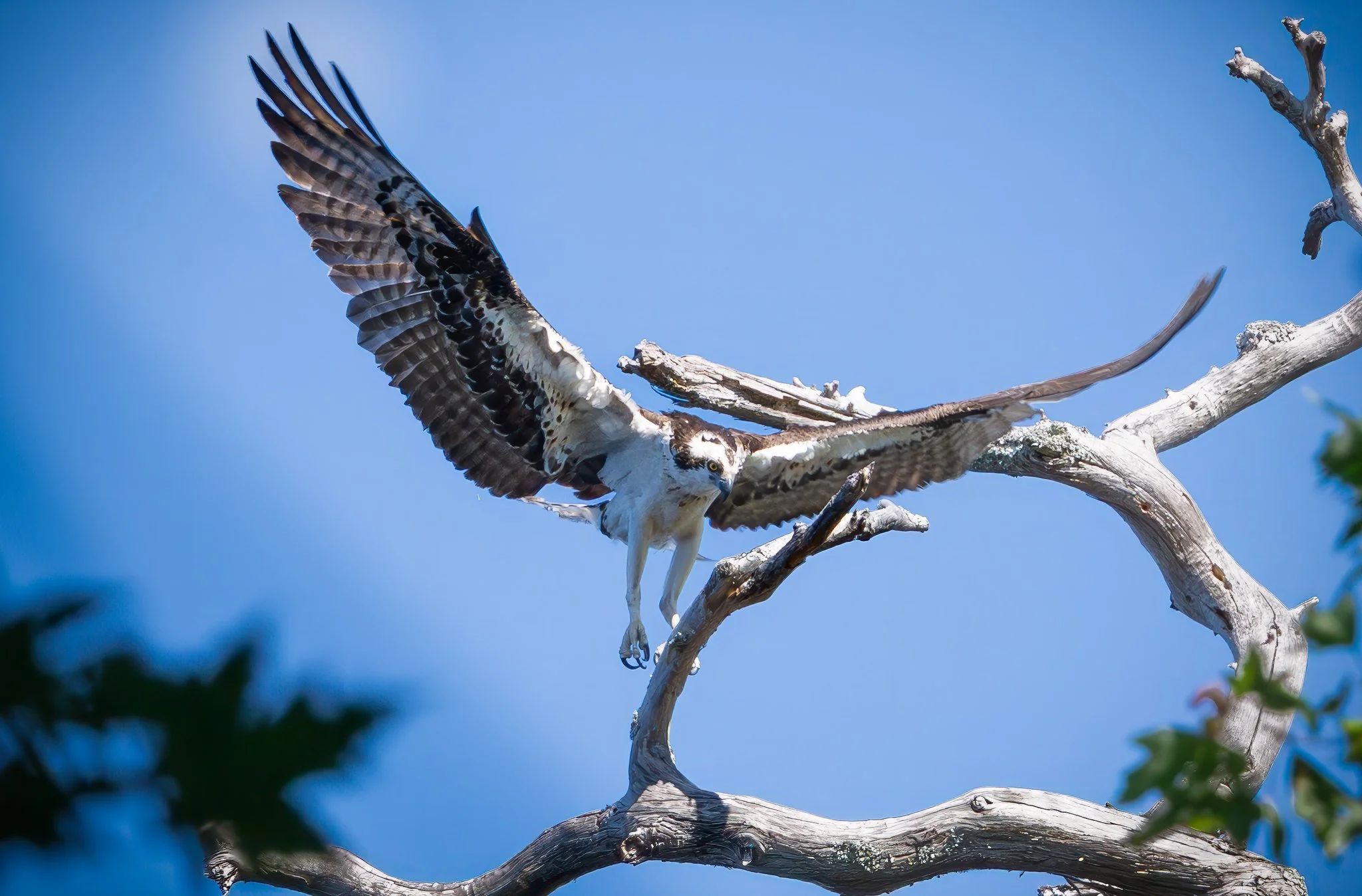 American Osprey