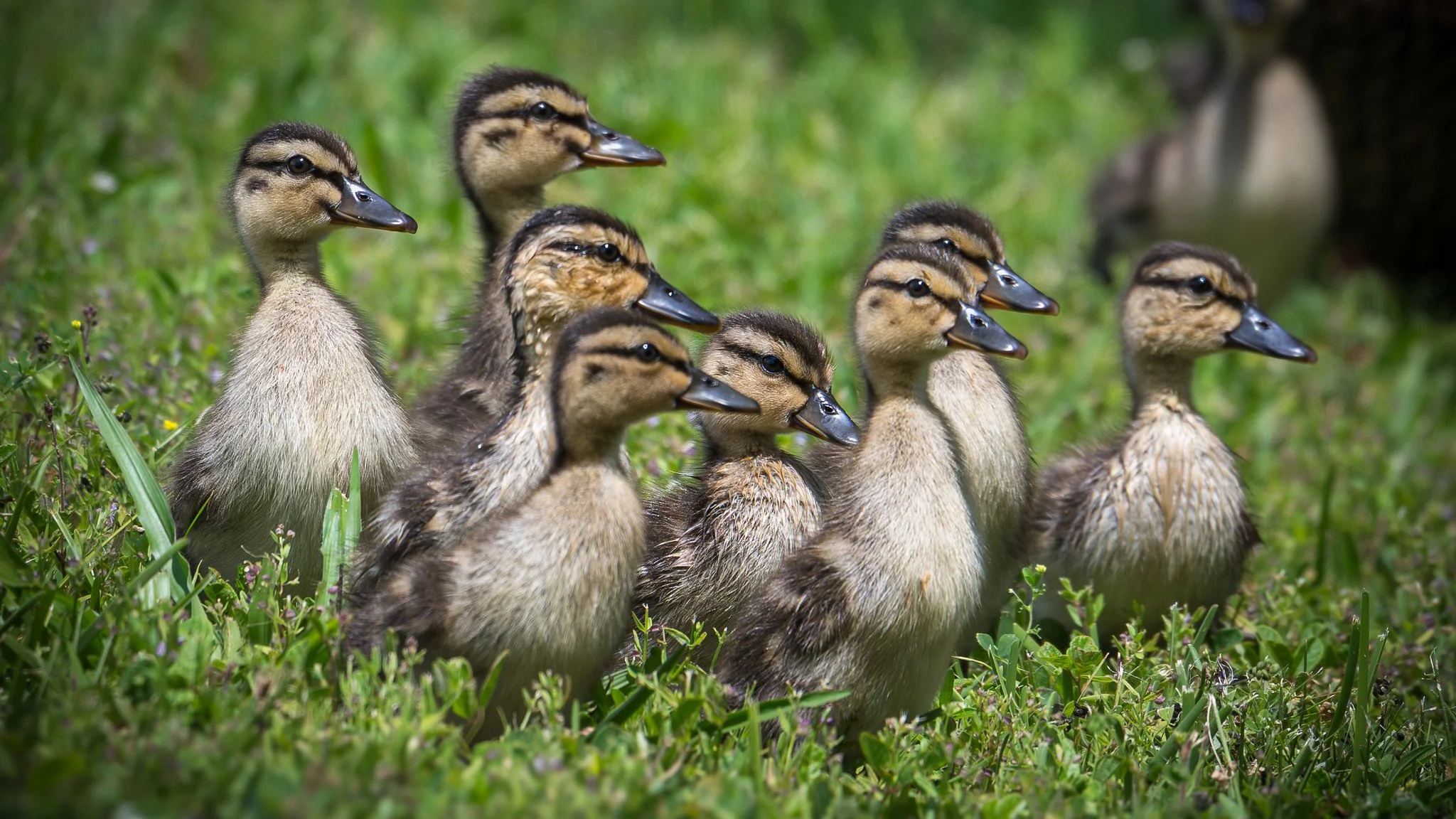 Mallard Ducklings