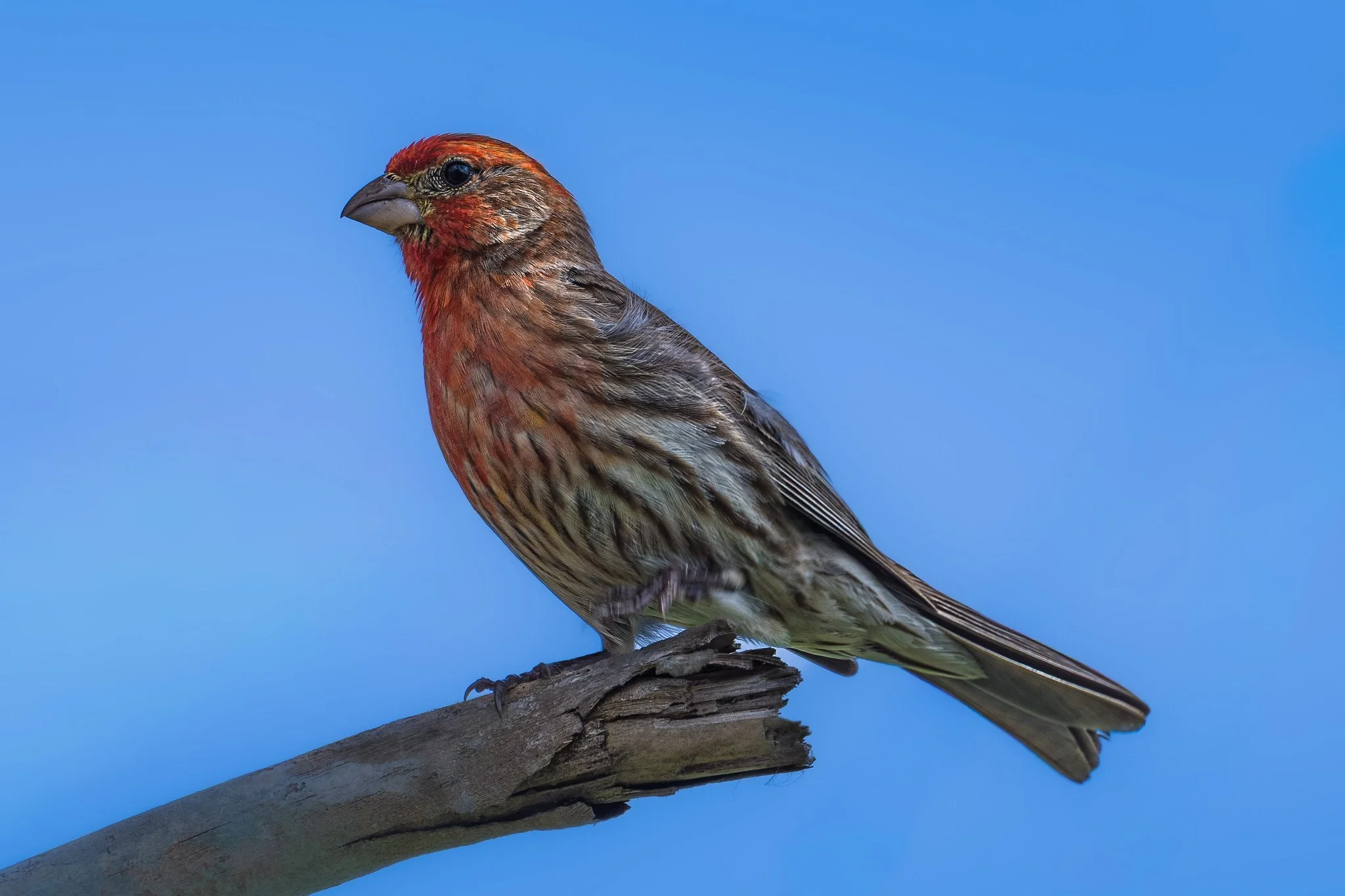 House Finch