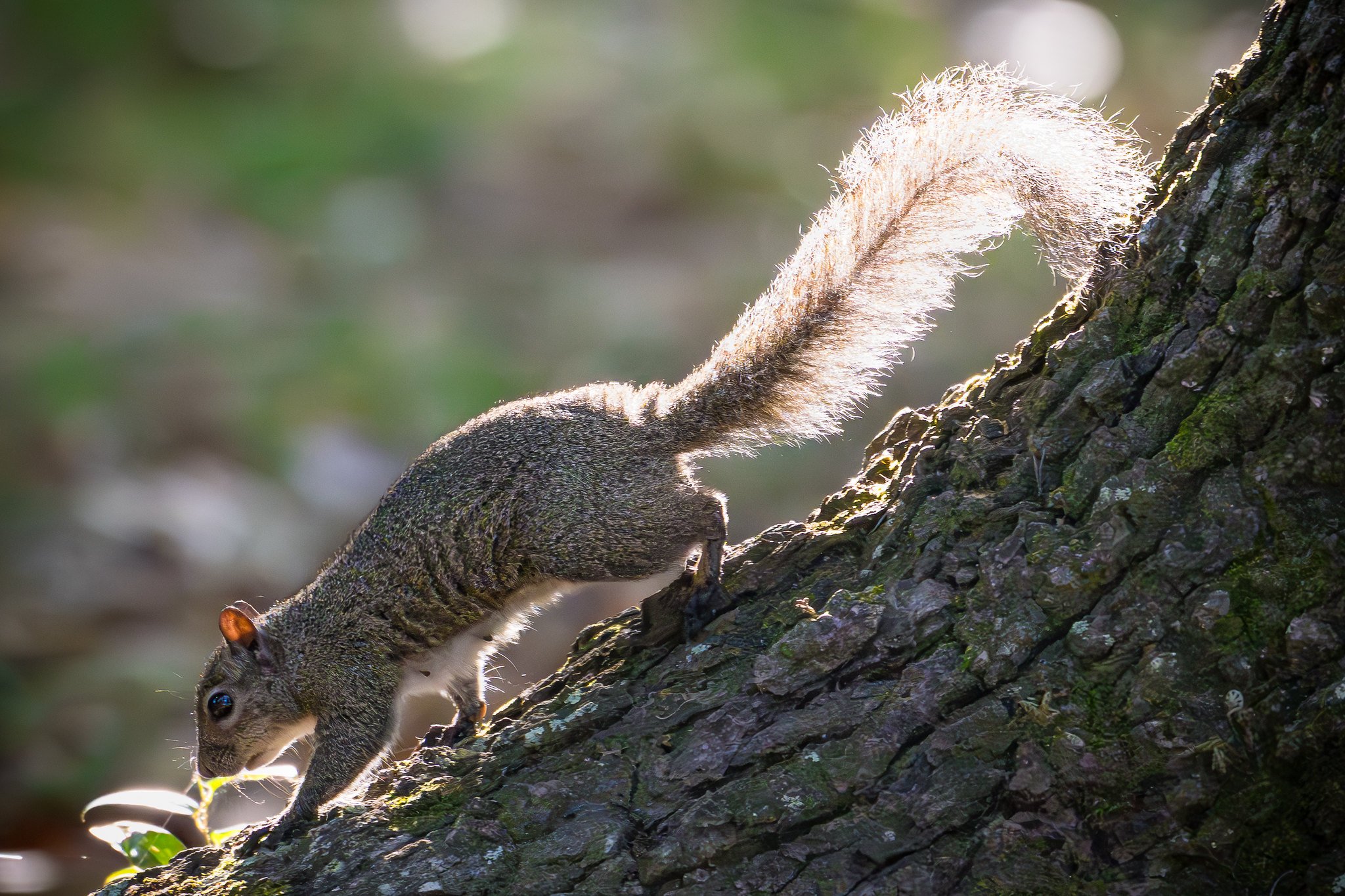 Eastern Gray Squirrel
