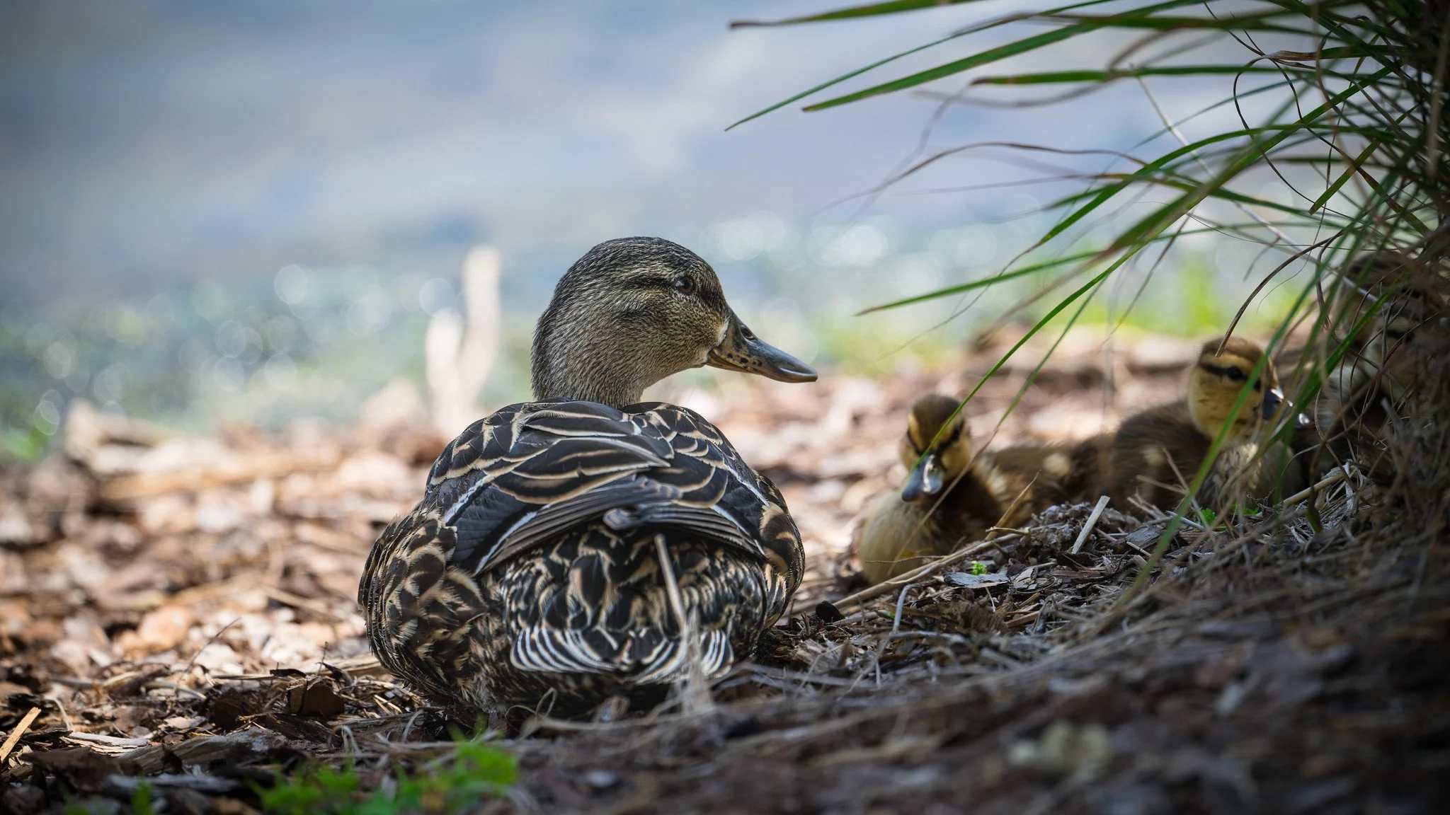 Mallard and Ducklings