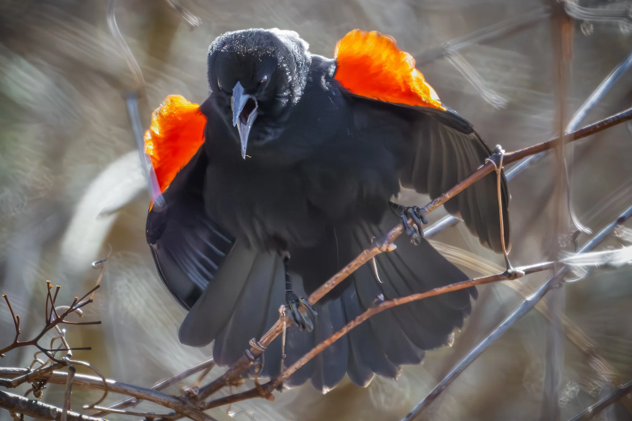 Red-Winged Blackbird