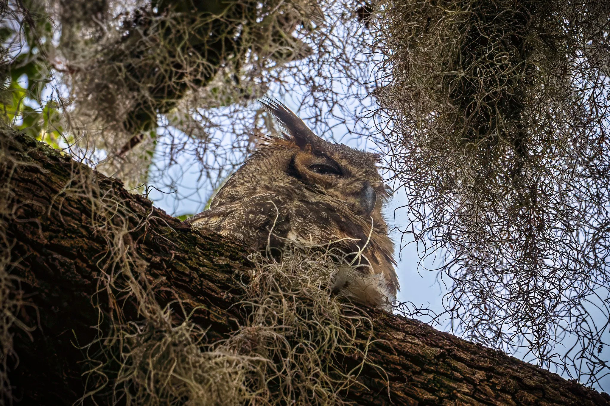 Great Horned Owl