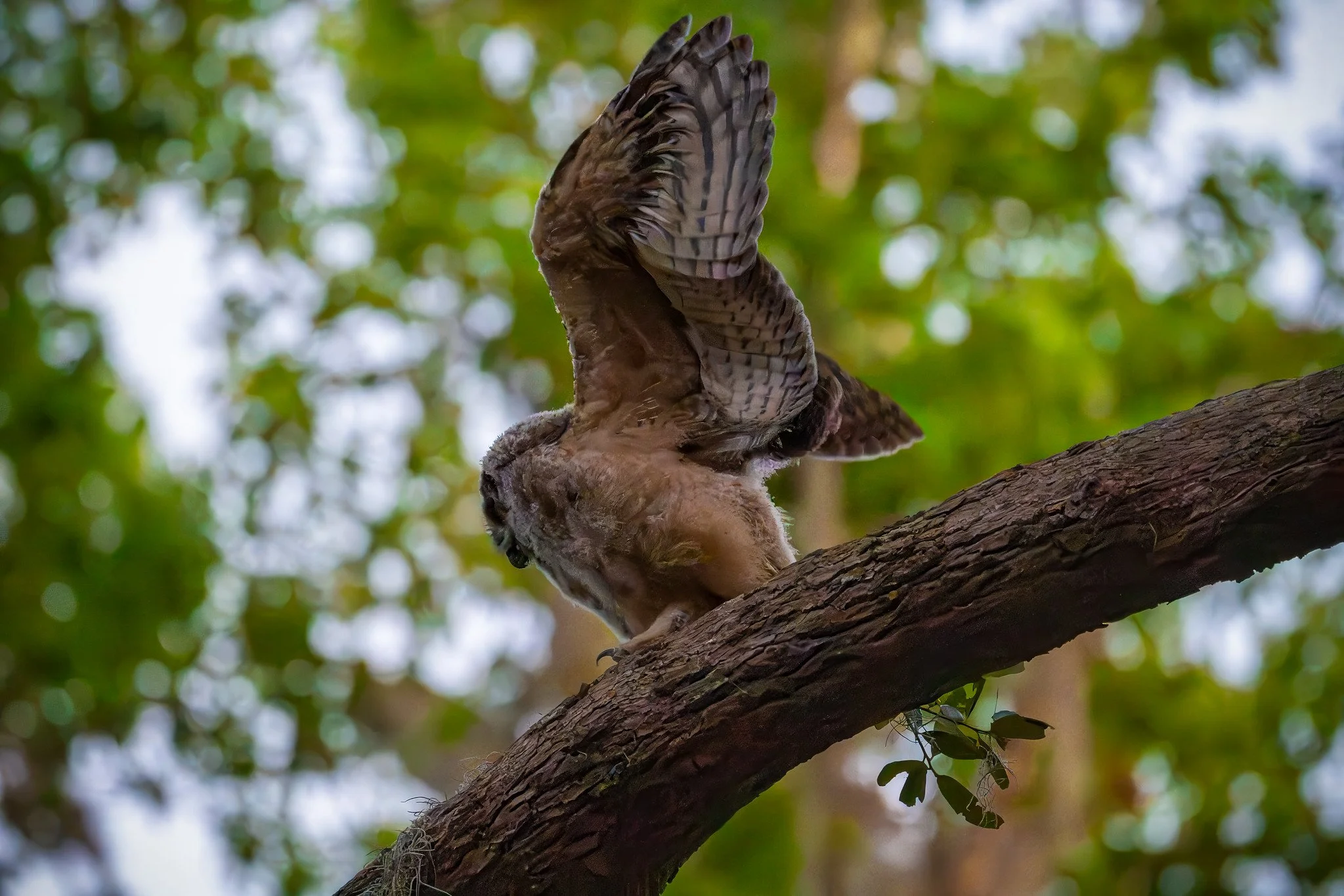 Great Horned Owlet